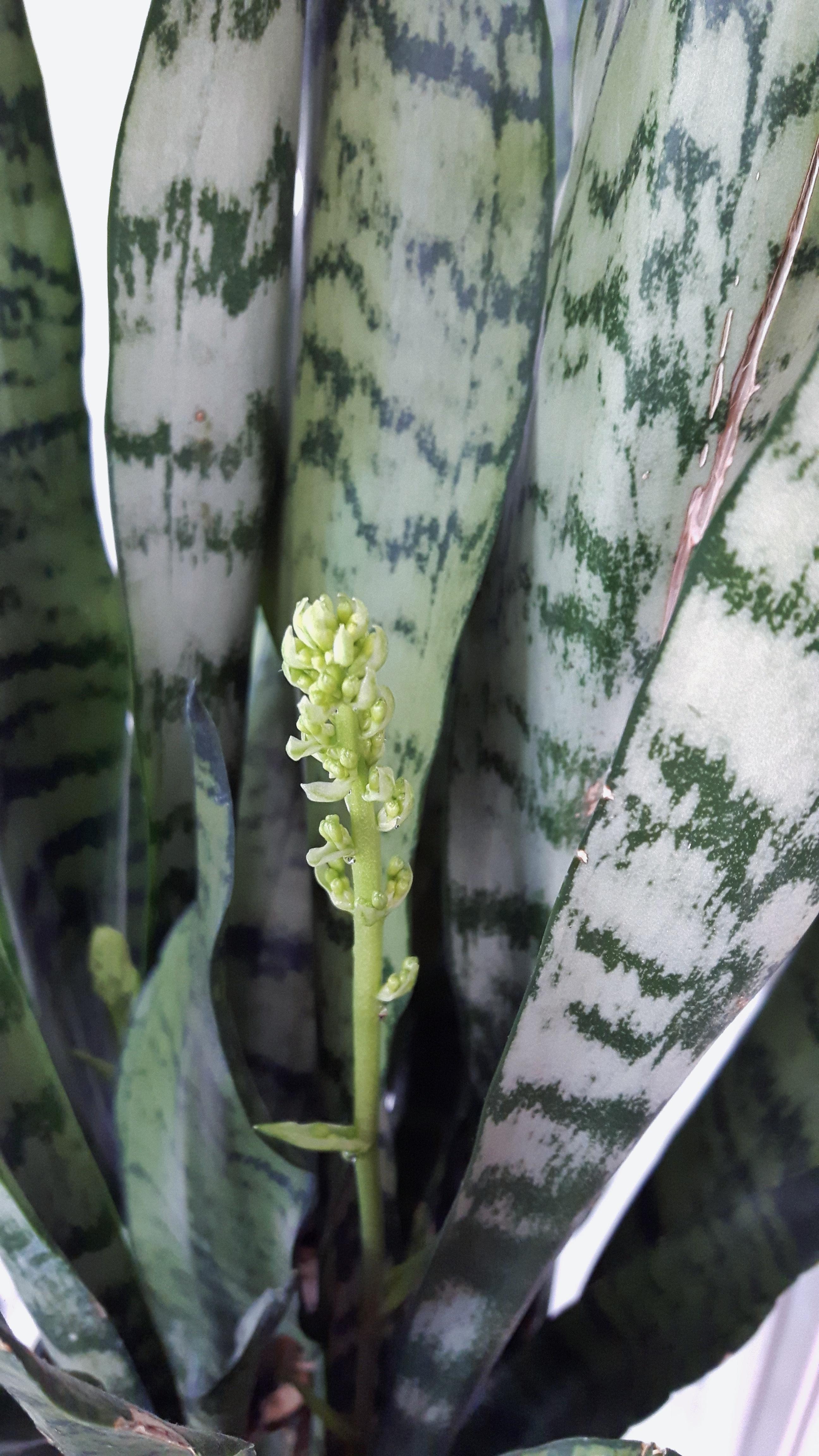 Snake plant flowering