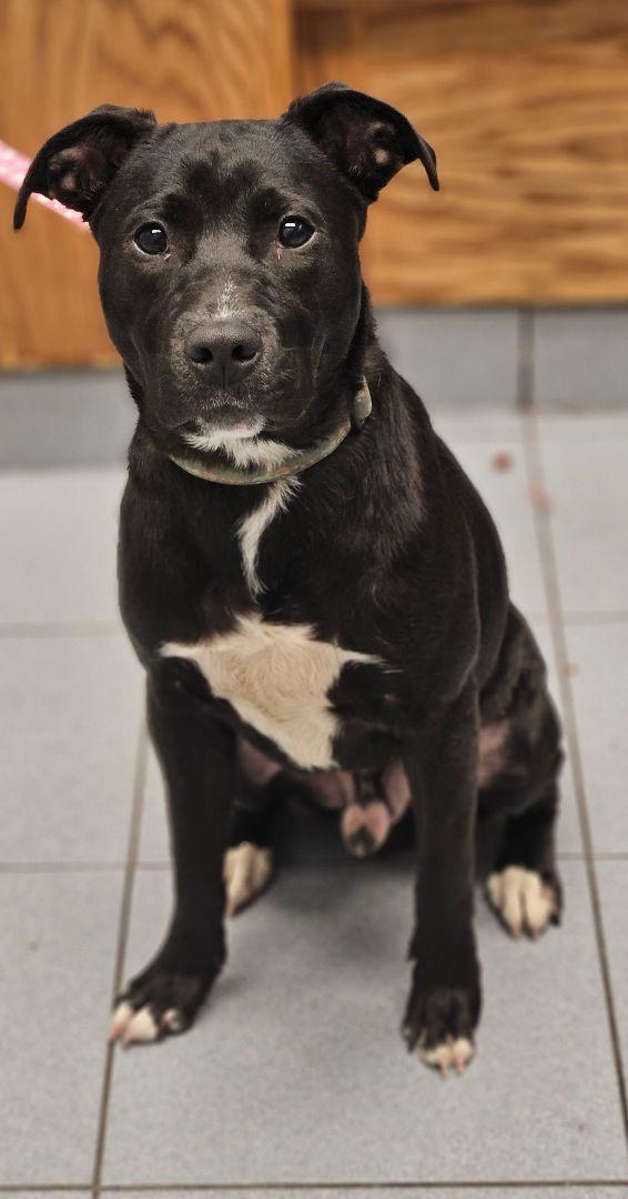 Dog Names r/TheFrontBottoms