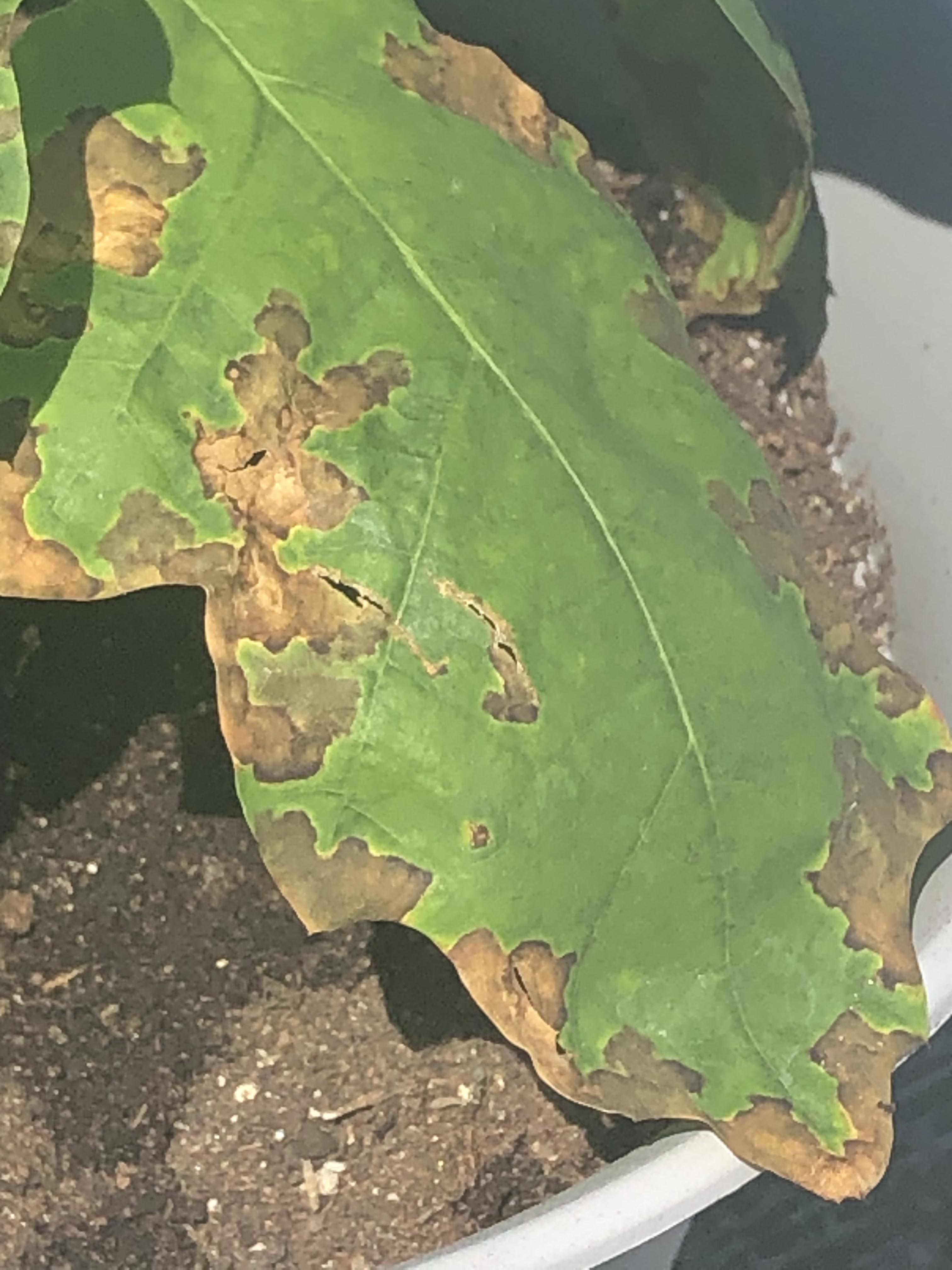 What are these brown bumps on my oak’s leaves? r/plants