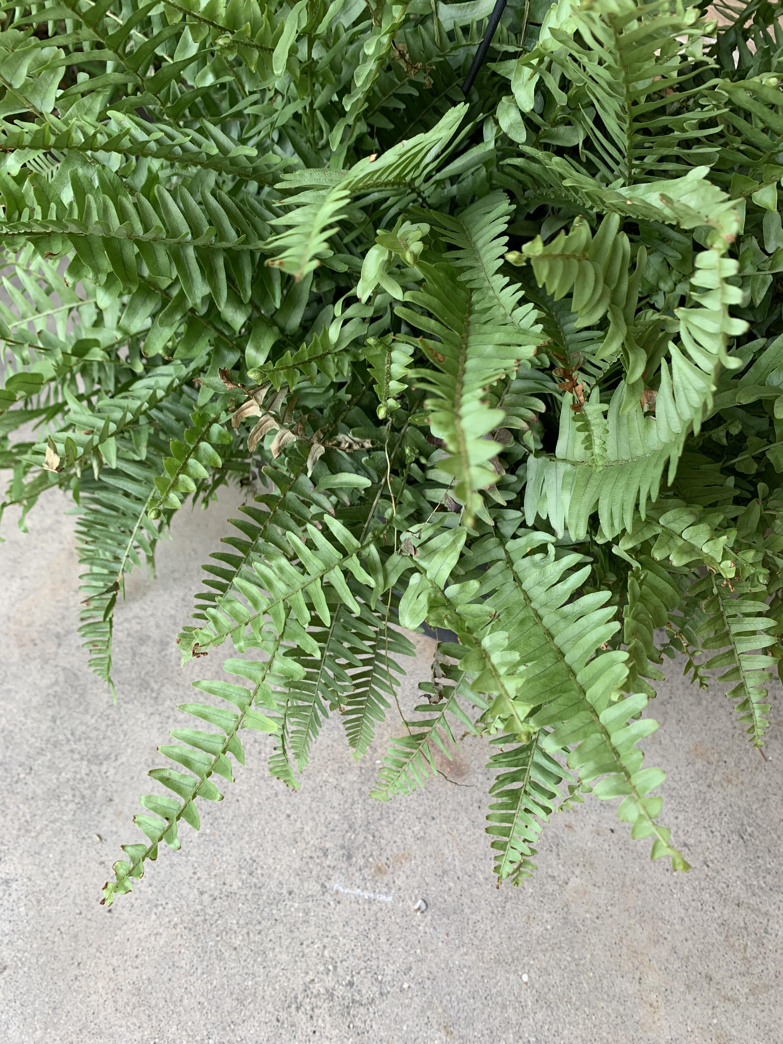 is my boston fern getting too much sun? it hangs on an east facing