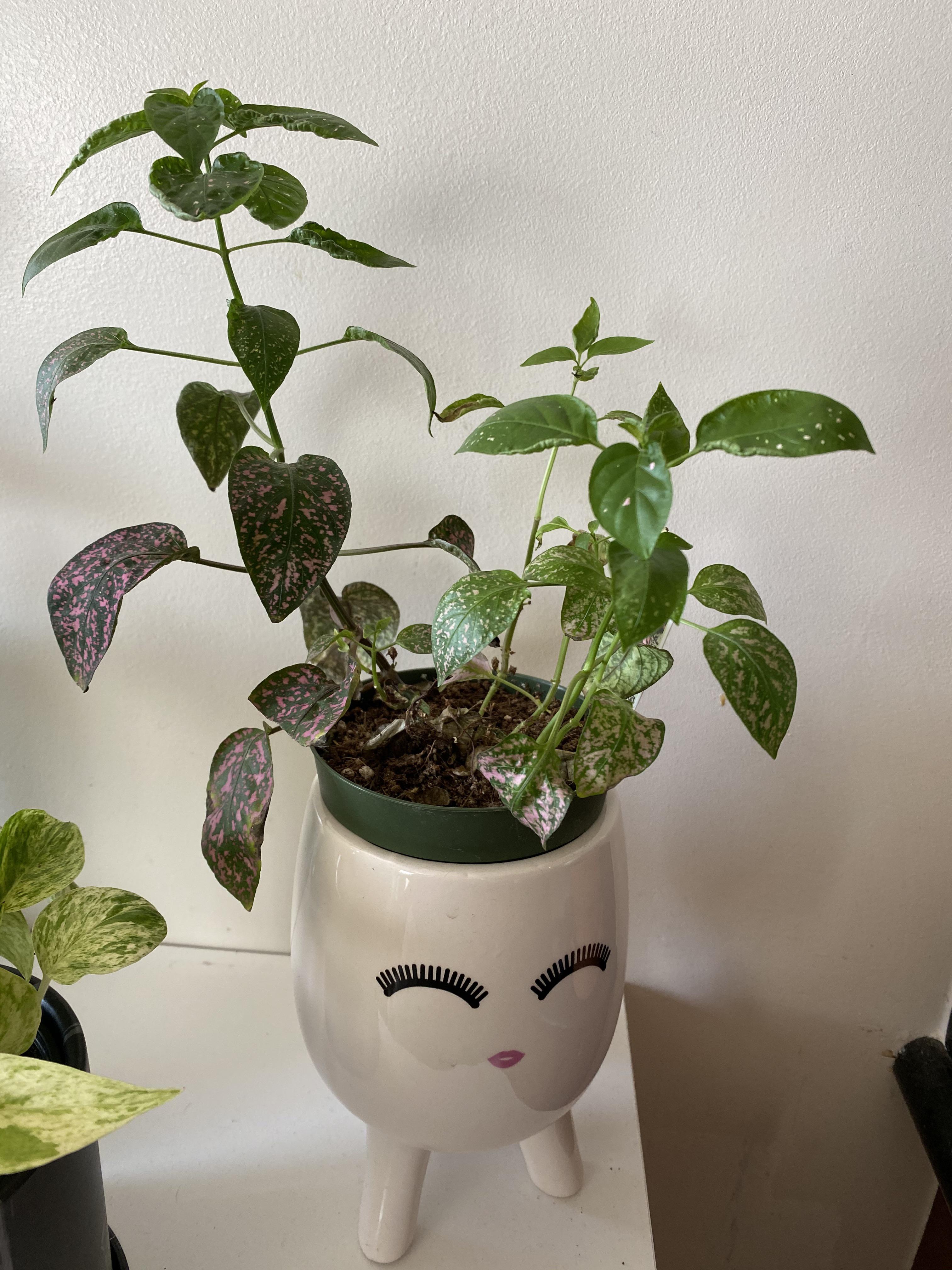 Have this polka dot baby that grew a lot but losing its pink. I have a