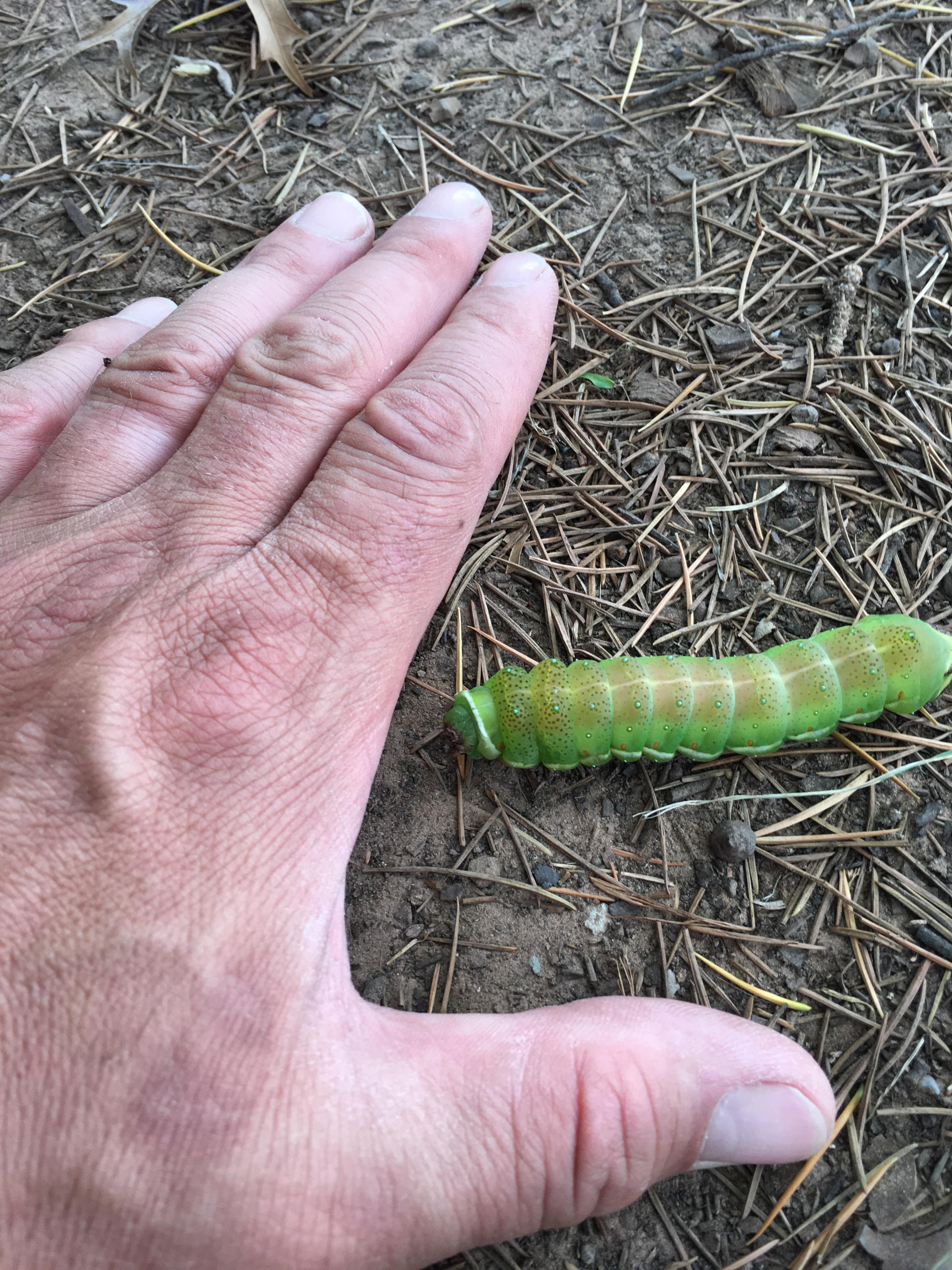 Found this legend in my yard in South Africa. r/caterpillars