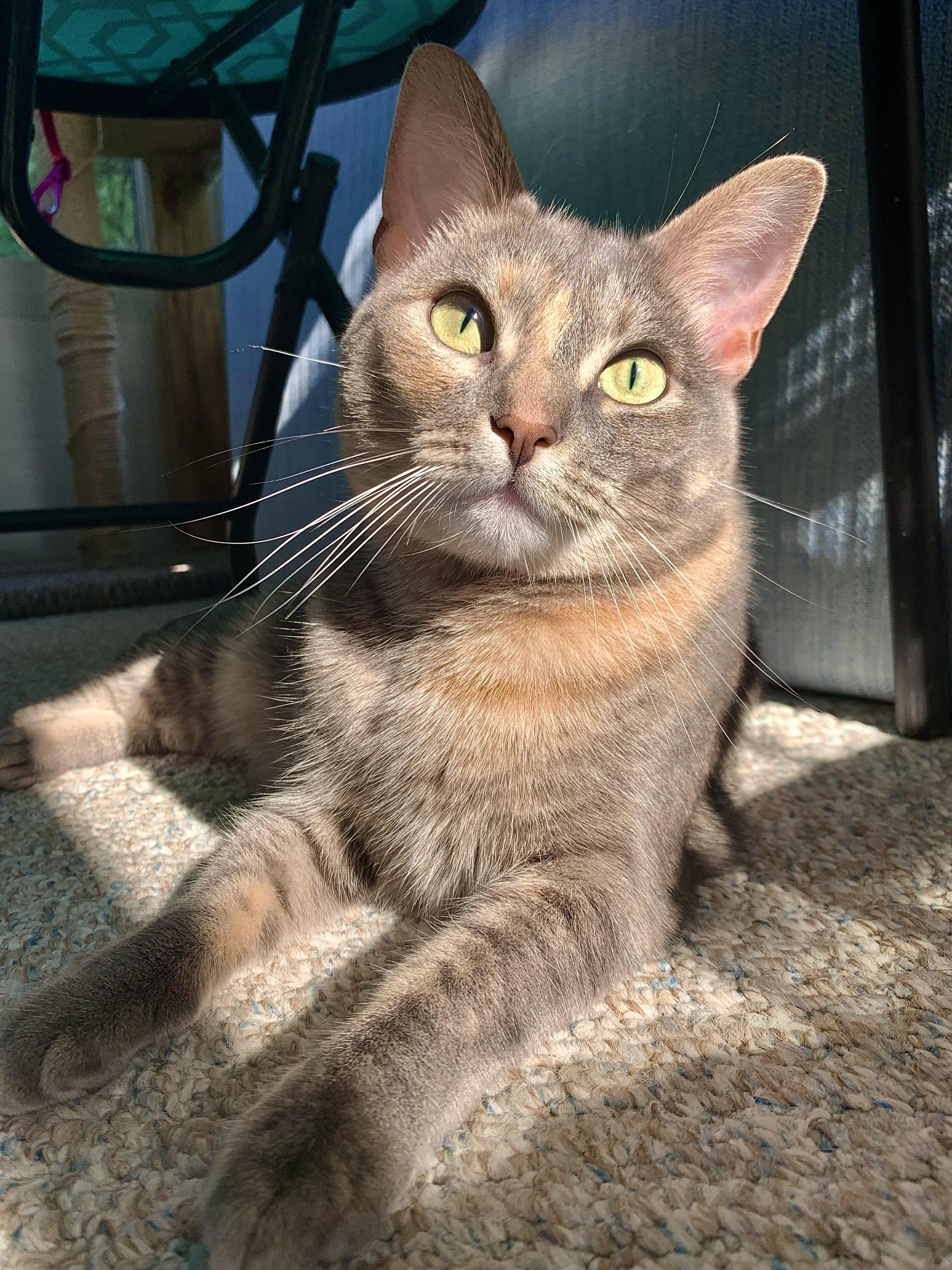 This is my cat Kiwi, she’s a dilute tortie/tabby, and I think she’s