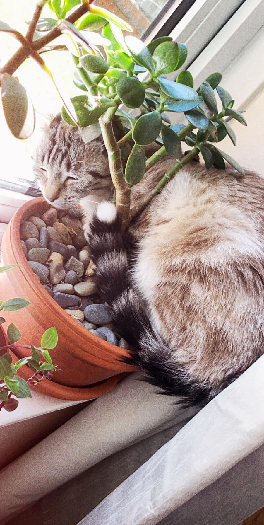 When your cat loves plants just as much as you 😊😸 r/houseplants