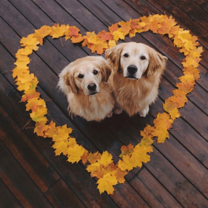 Here's two beautiful golden retrievers to brighten up your day r/aww