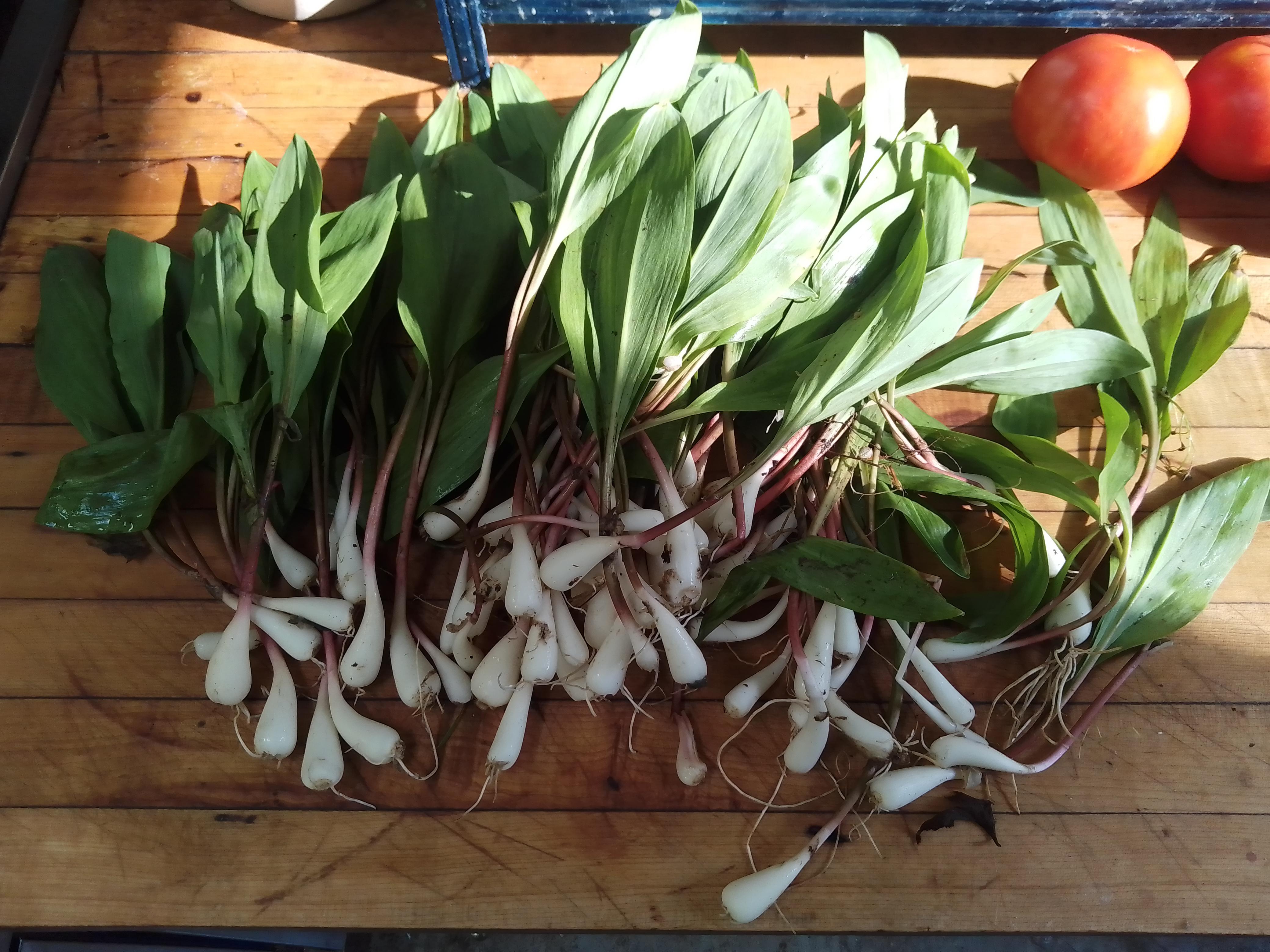I see your morels, and I raise you my ramps r/asheville