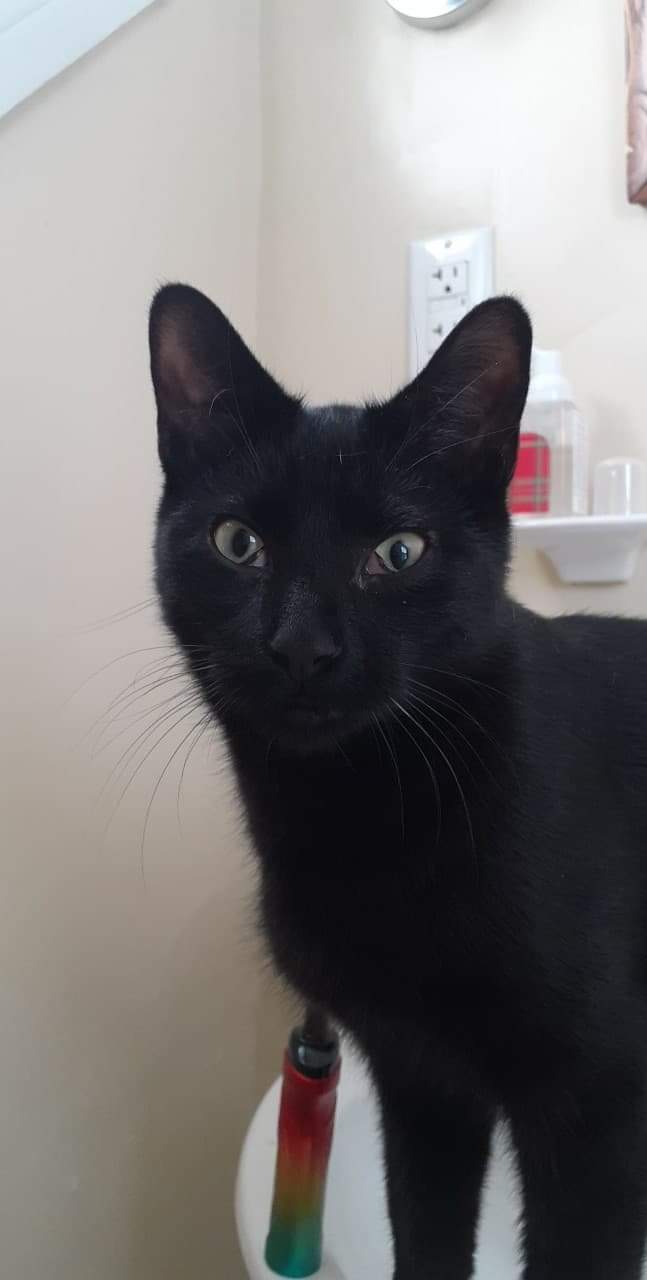 New cat burrows under the covers catcare