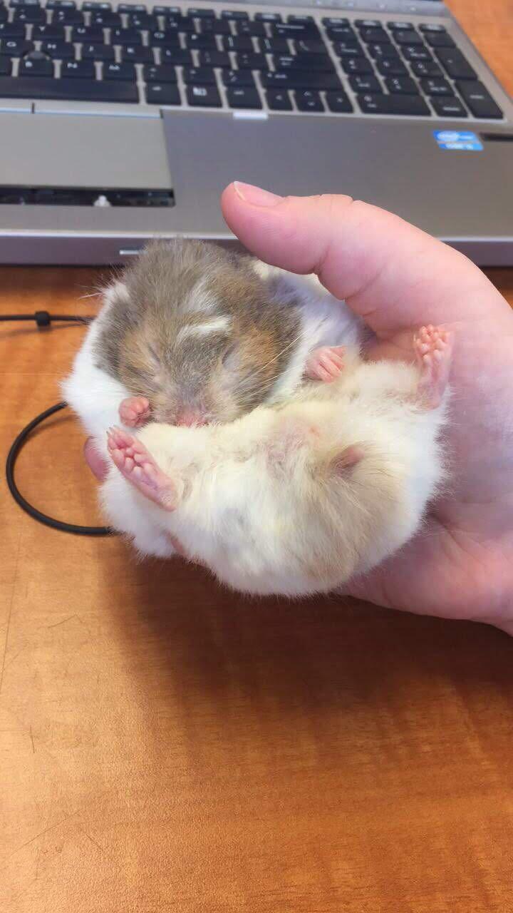 6 best u/talesofthepeculiar images on Pholder Hamsters, People Being