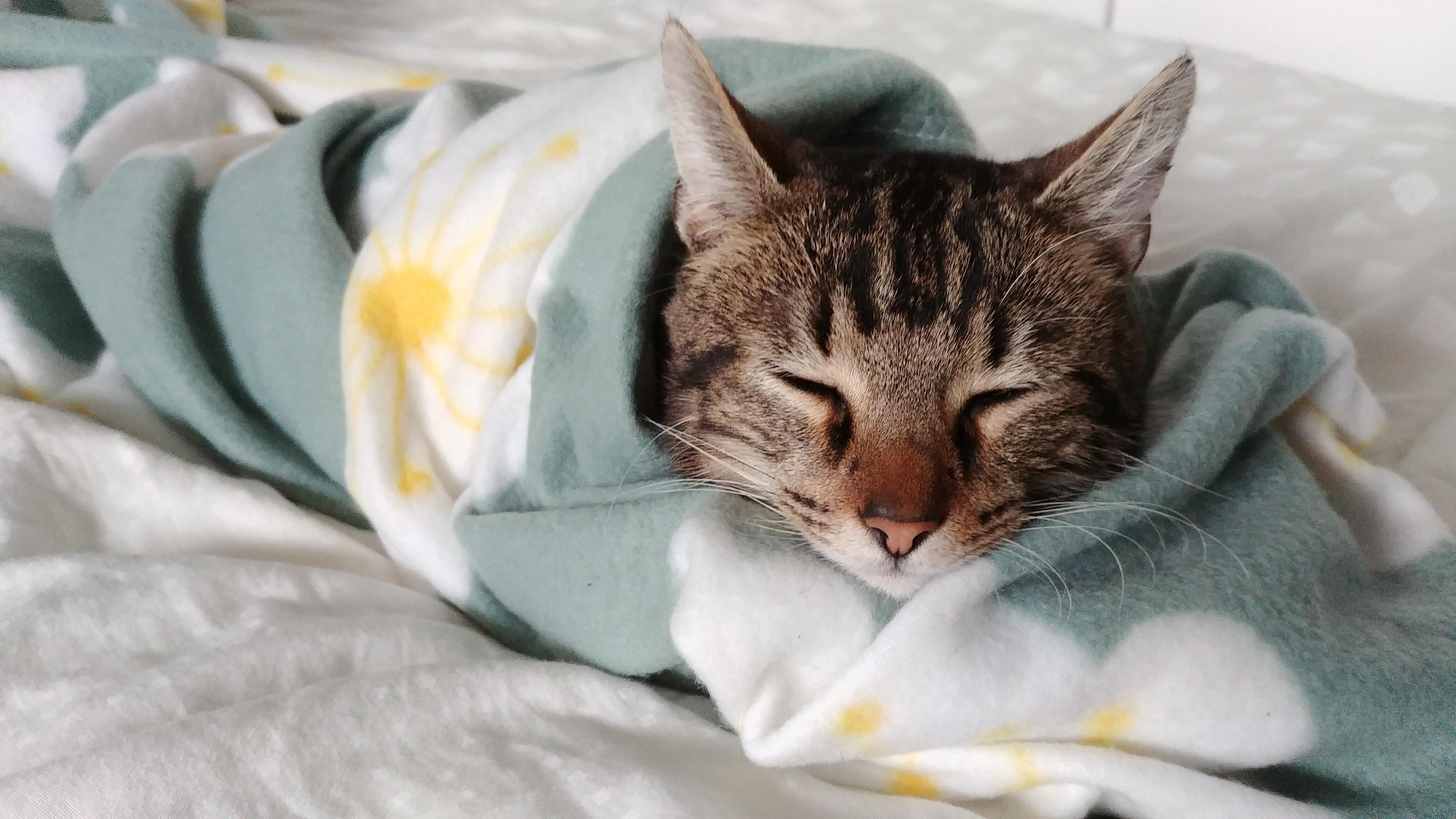 Two days after being adopted my burrito cat was getting comfy r/aww