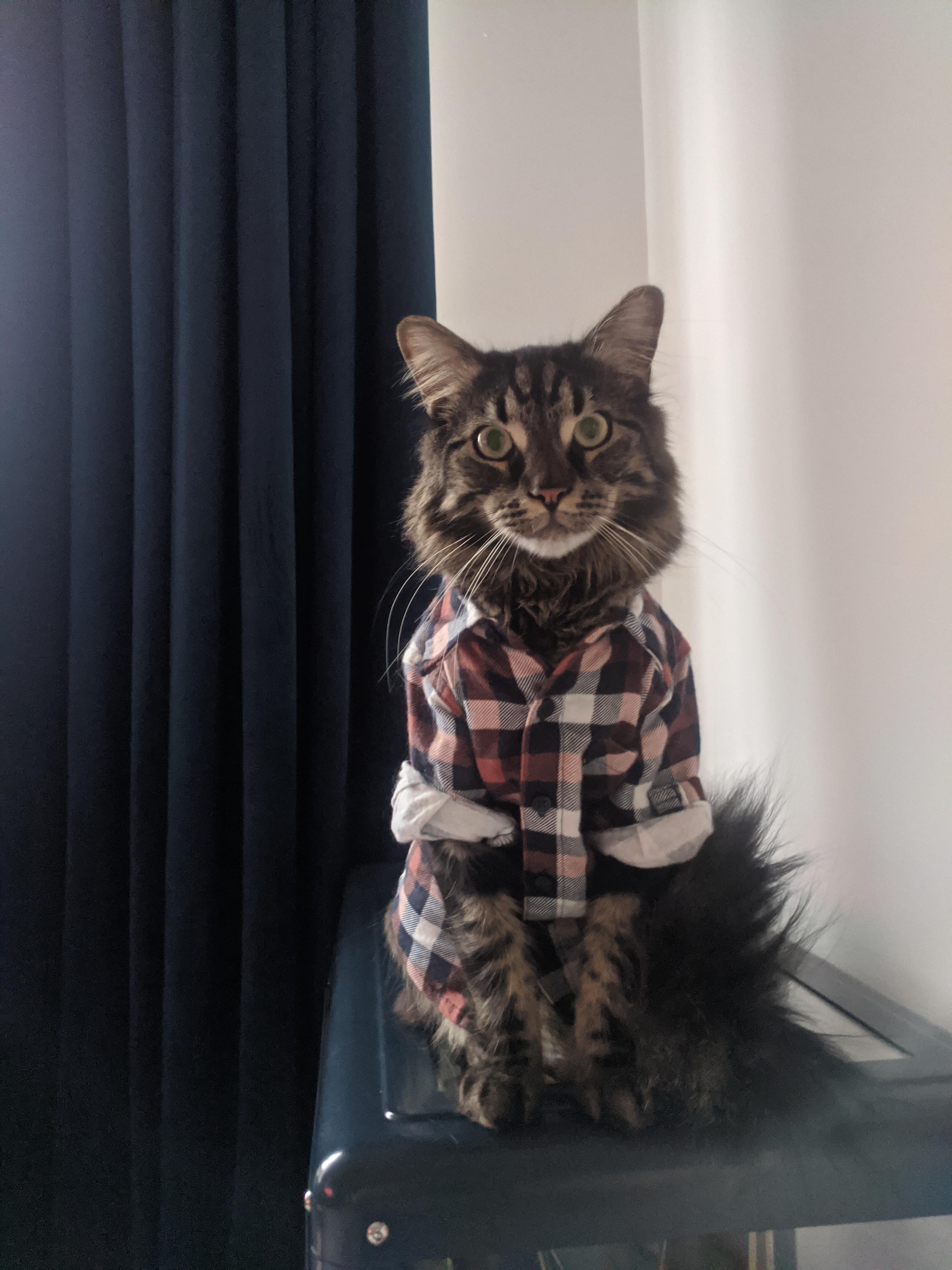 Bought my cat a shirt; a previous post said clothes for 0 to 3 months