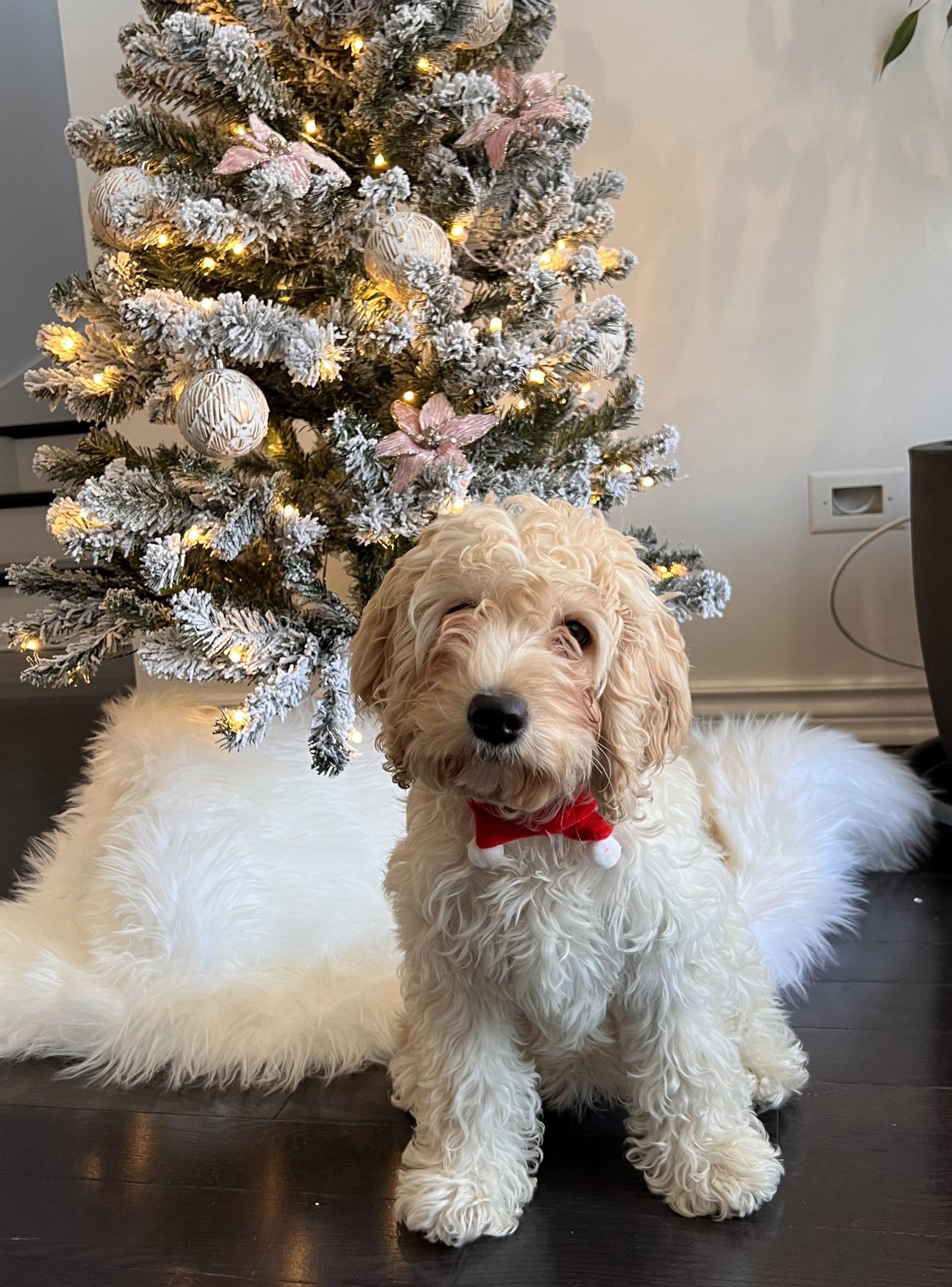 How to cut/style my puppy’s hair r/DogAdvice