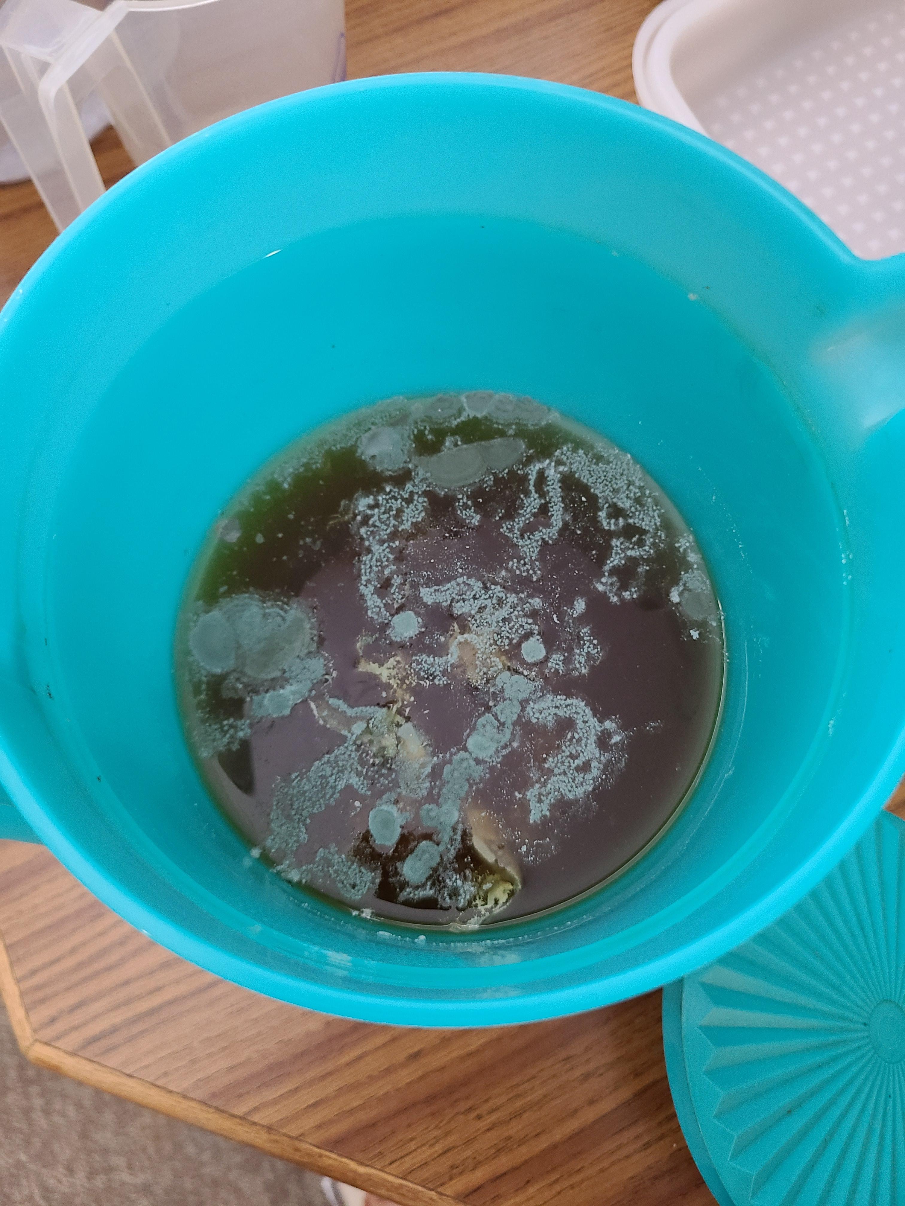"This iced tea tastes funny....oh.....OH" r/moldyinteresting