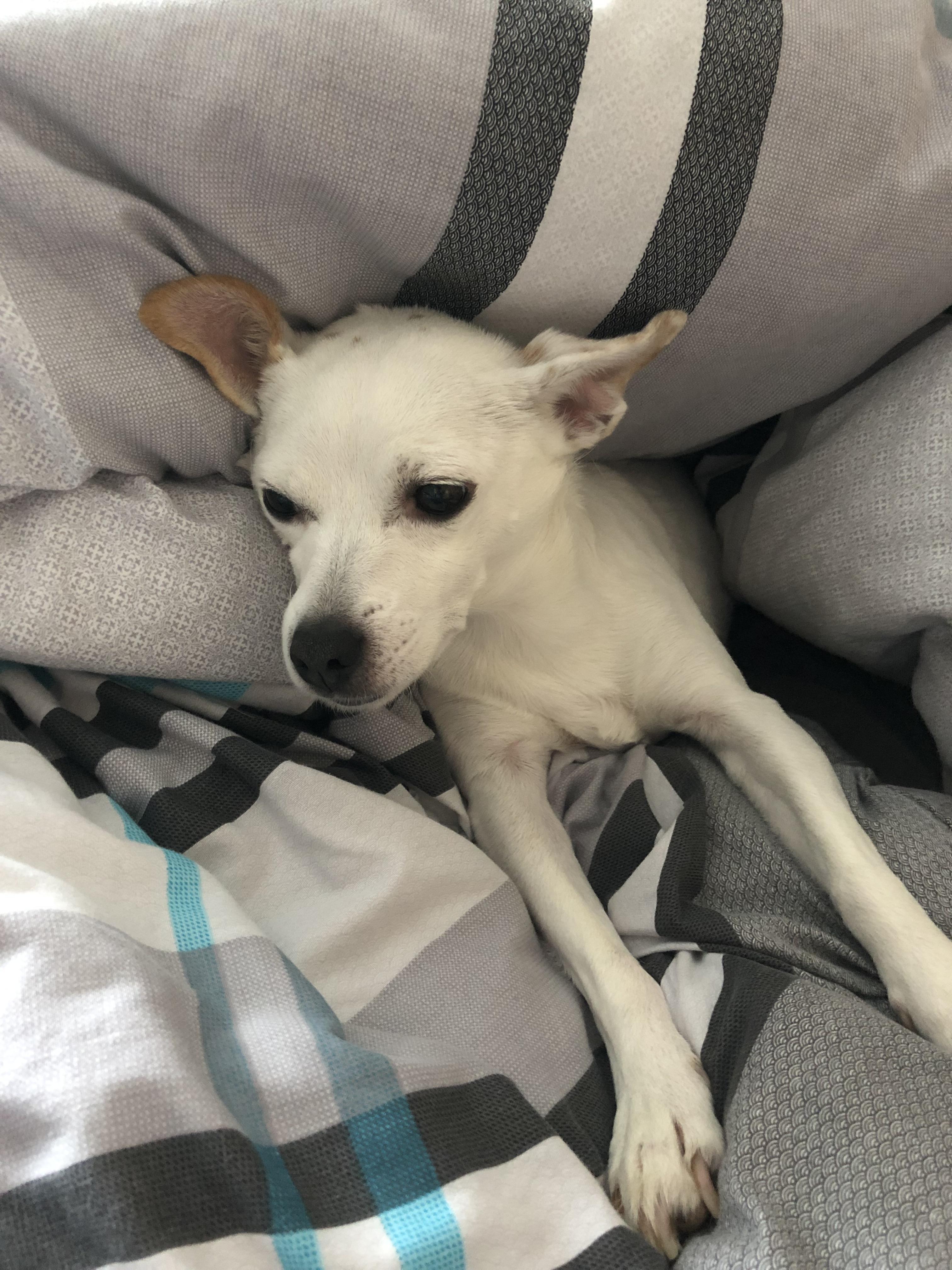 Anyone else have a chihuahua that insists on being cover by the duvet