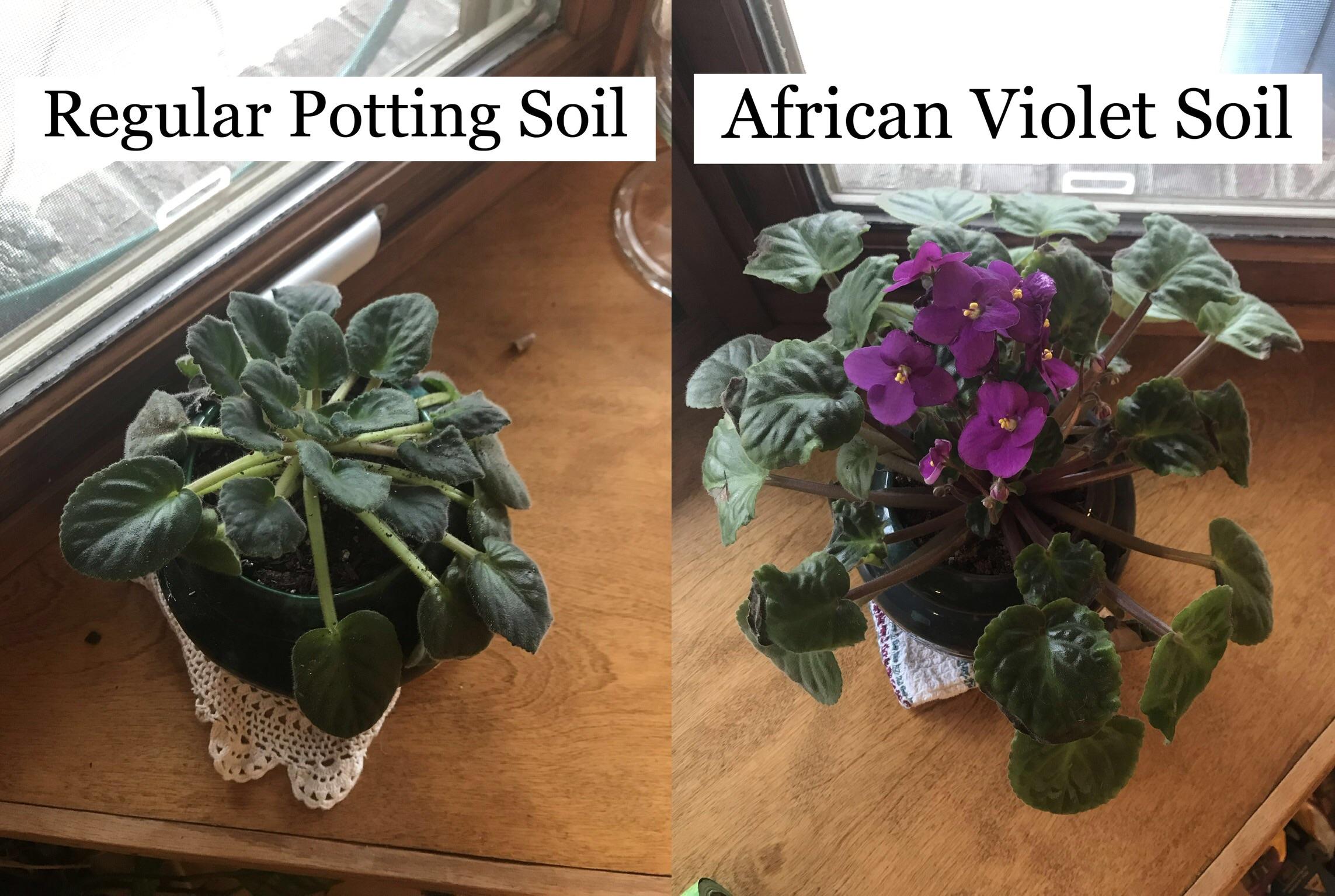 I got these two African Violets at the same time in April. I put one in