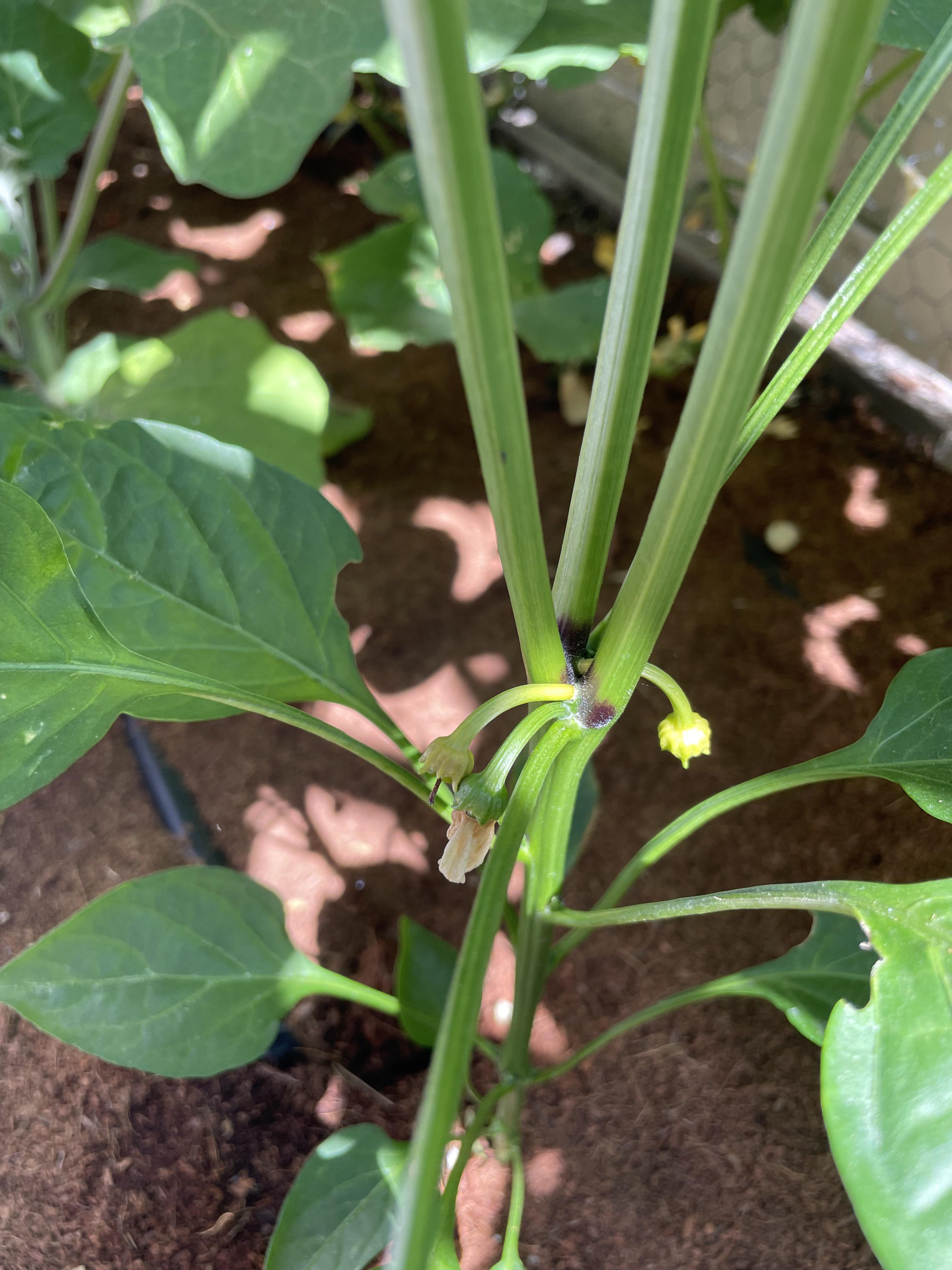 Any suggestions healthy bell pepper plants, but joints seem dark and
