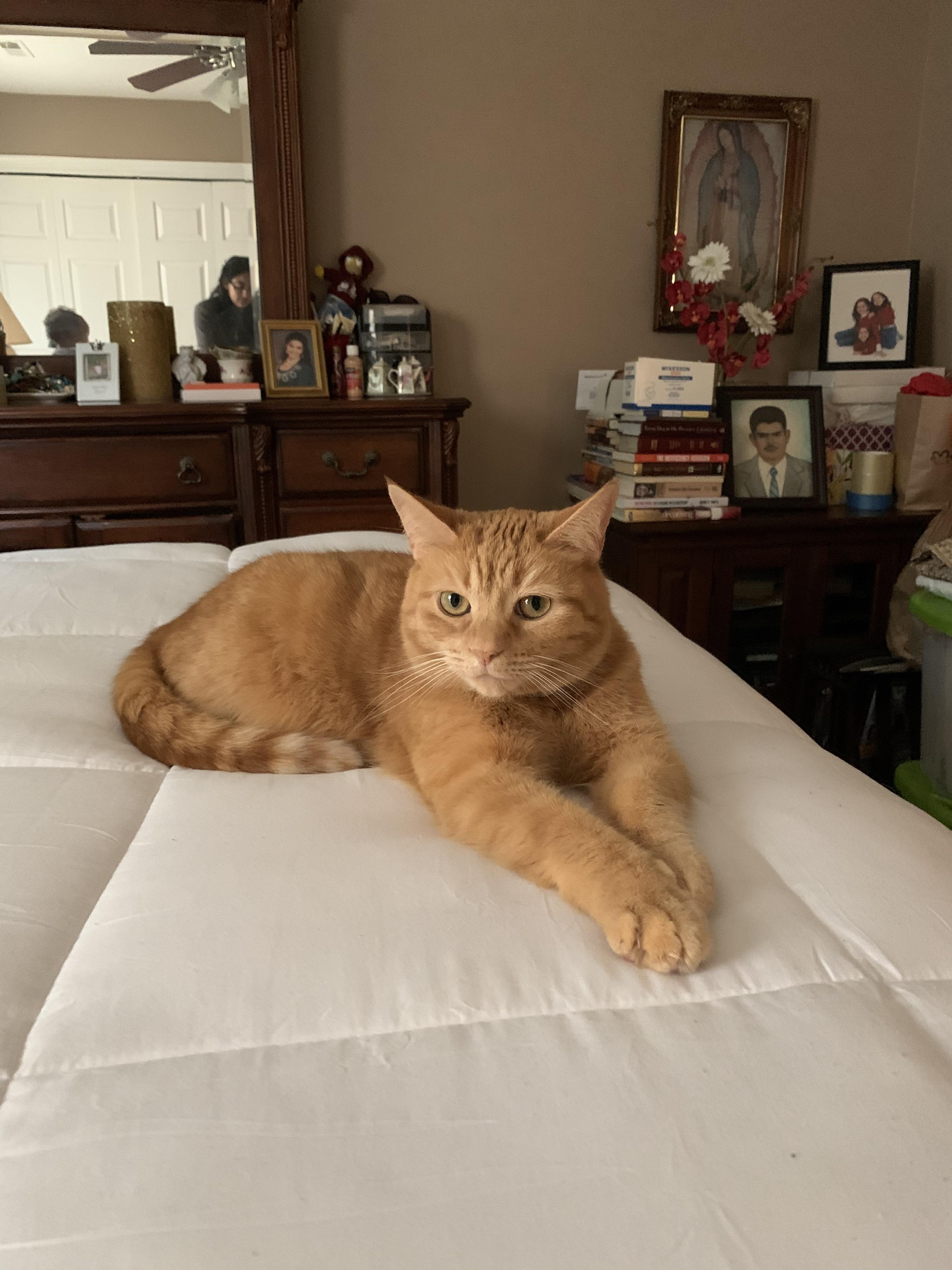 My cat’s been very clingy recently r/vet