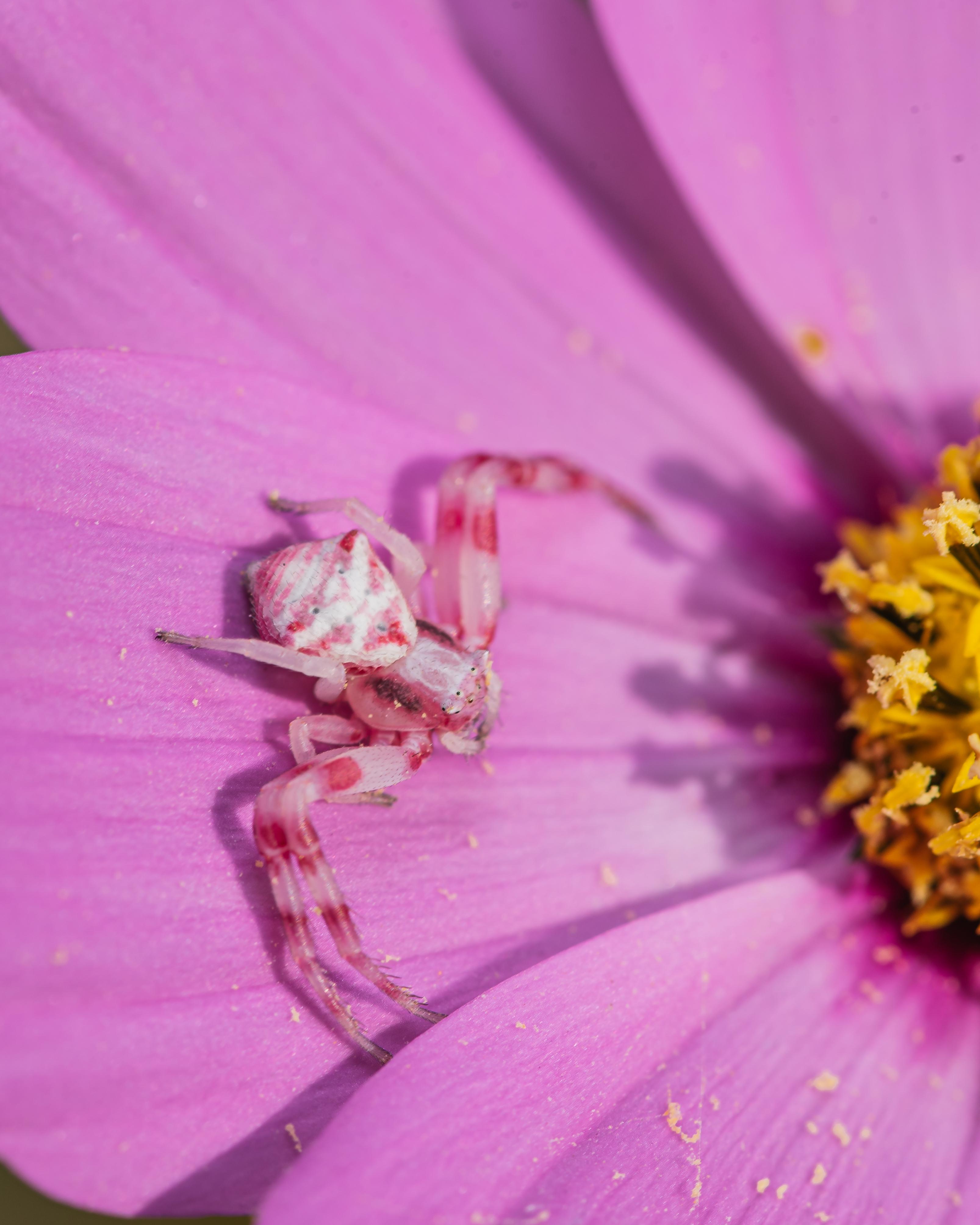 Pink bro on my cosmos. Apparently flower crab spiders can change