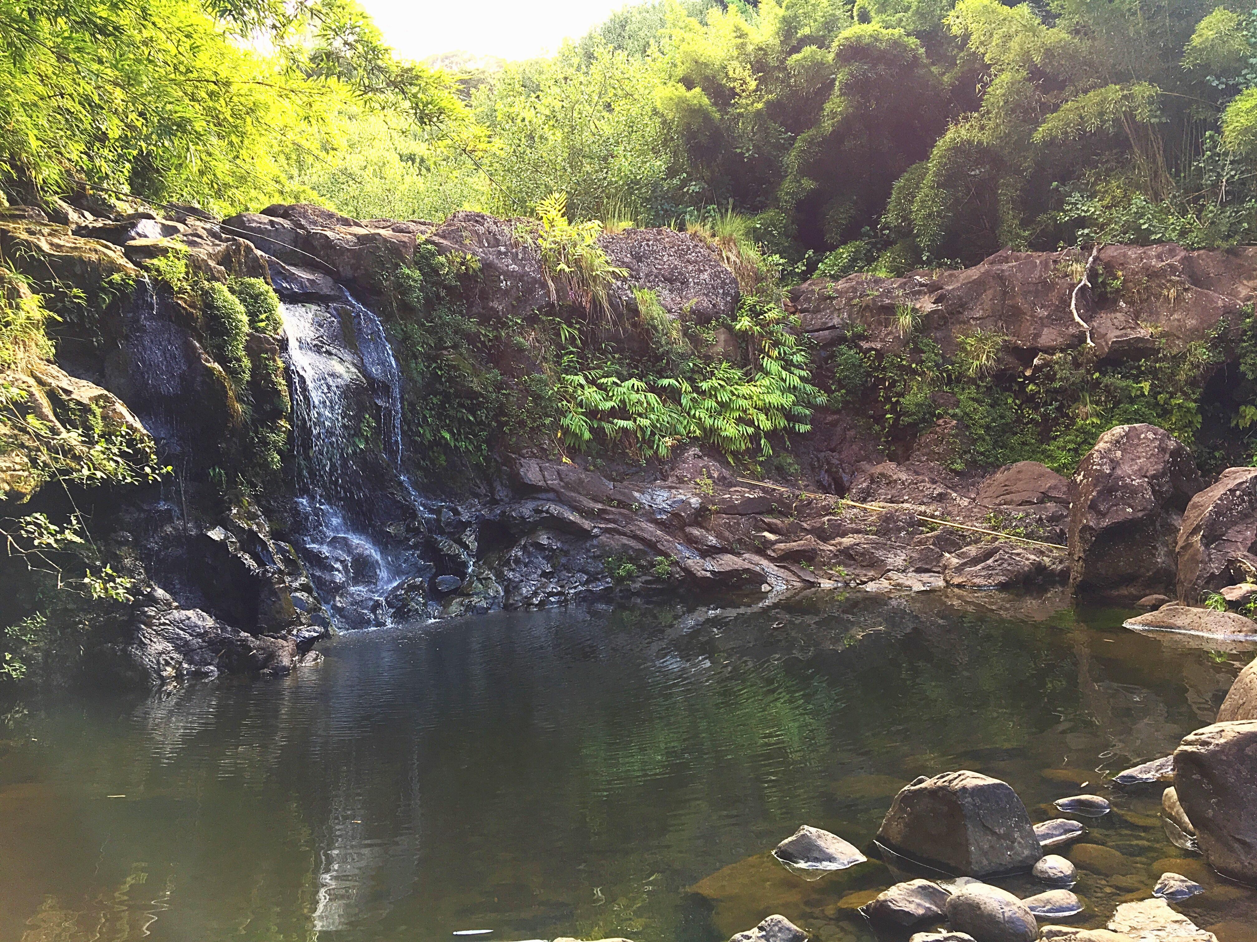 Bamboo Forest off Road to Hana in Maui travel