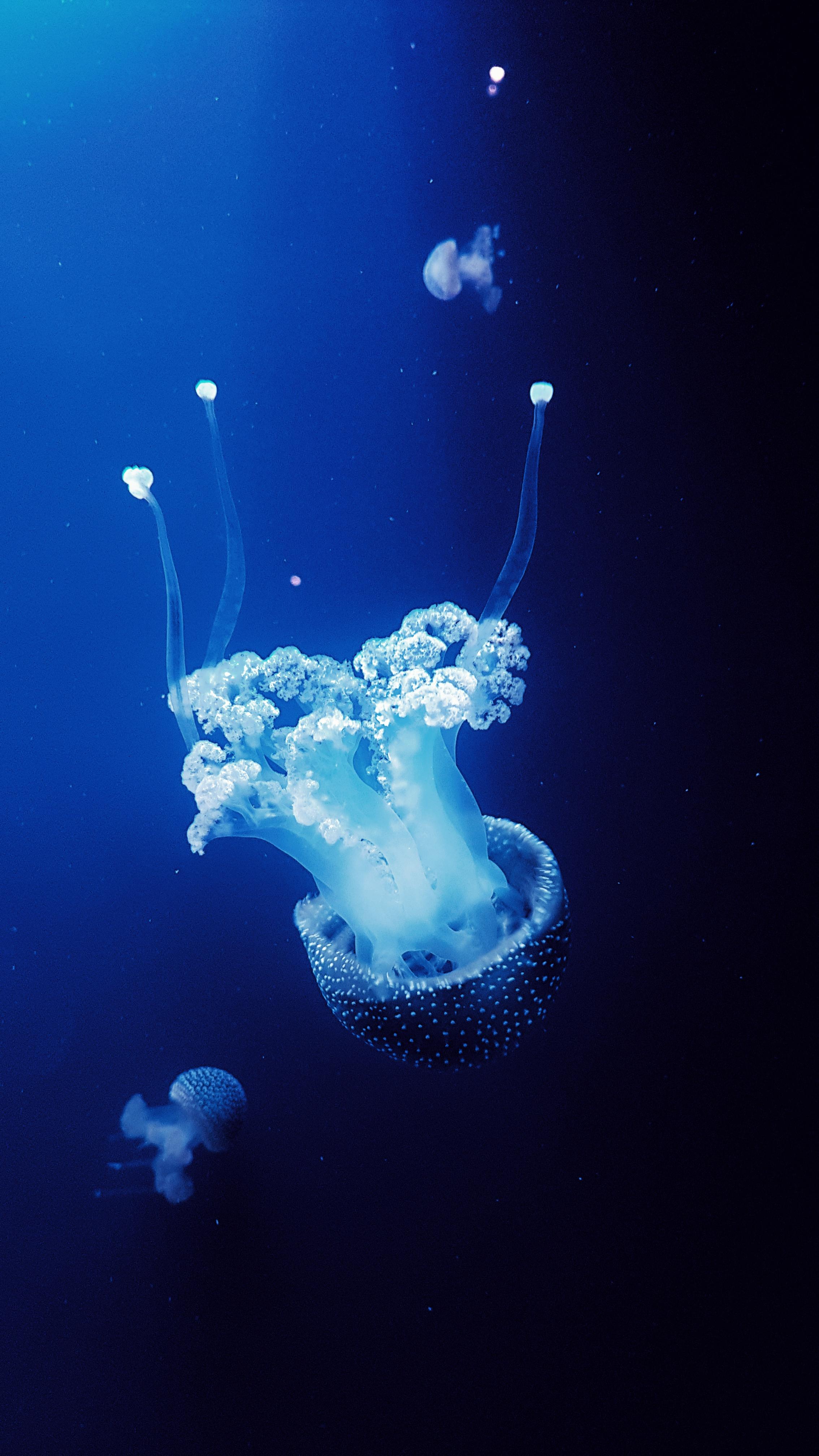 🔥 Jelly Fish lighting up the way. r/NatureIsFuckingLit