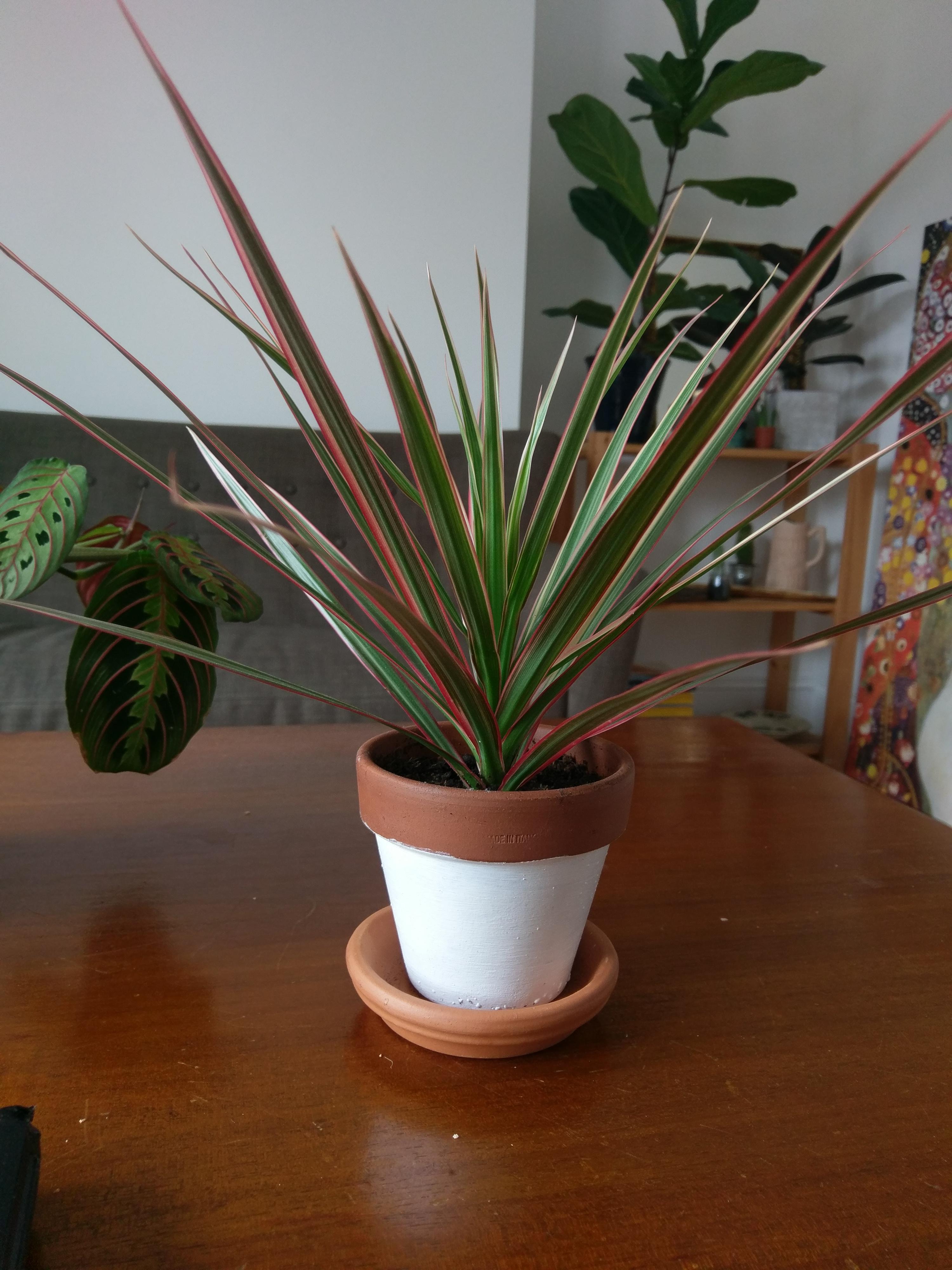Got this small dracaena about 4 months ago. It has produced lots of new