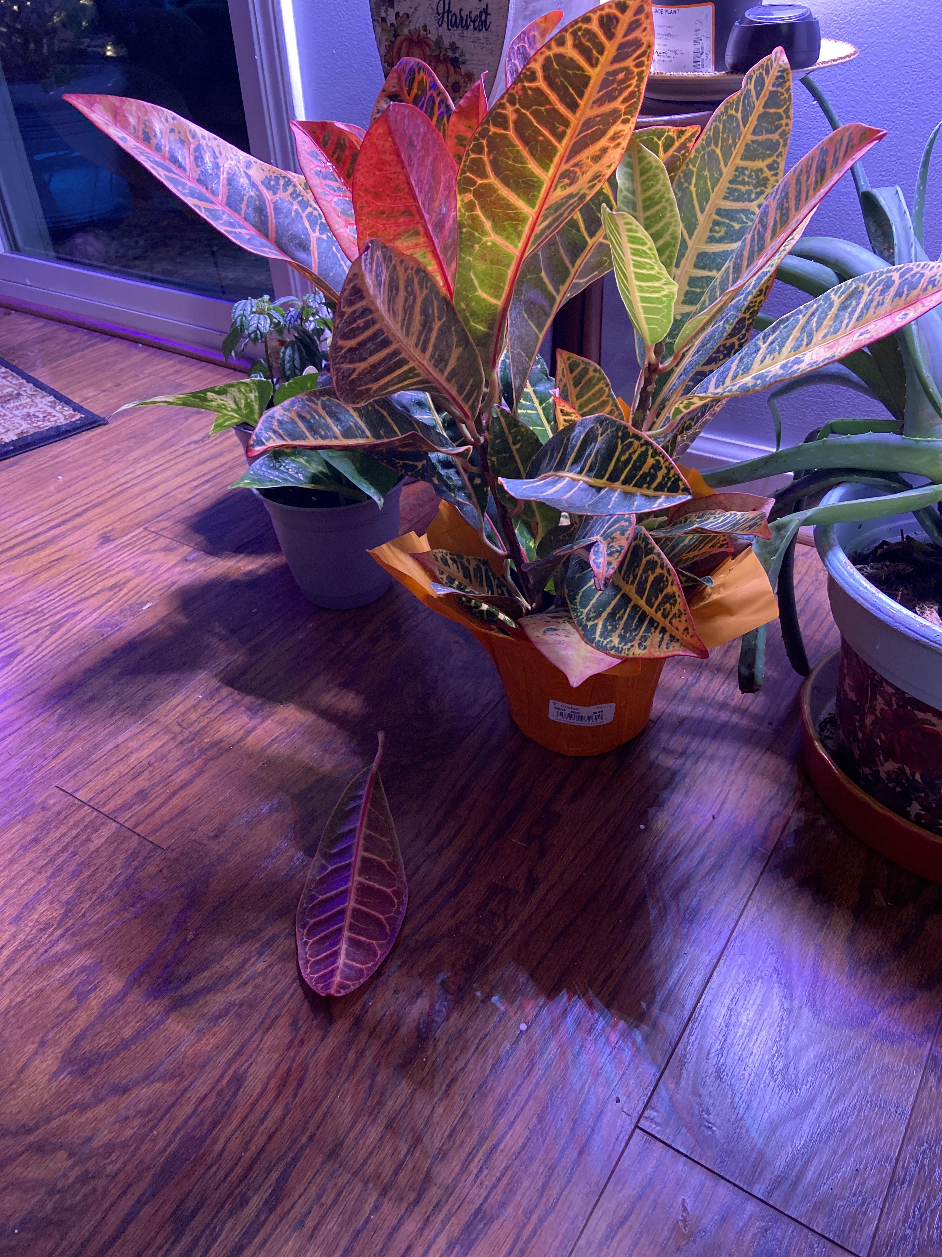 Help! My croton is quickly losing leaves. What’s wrong? It’s under grow