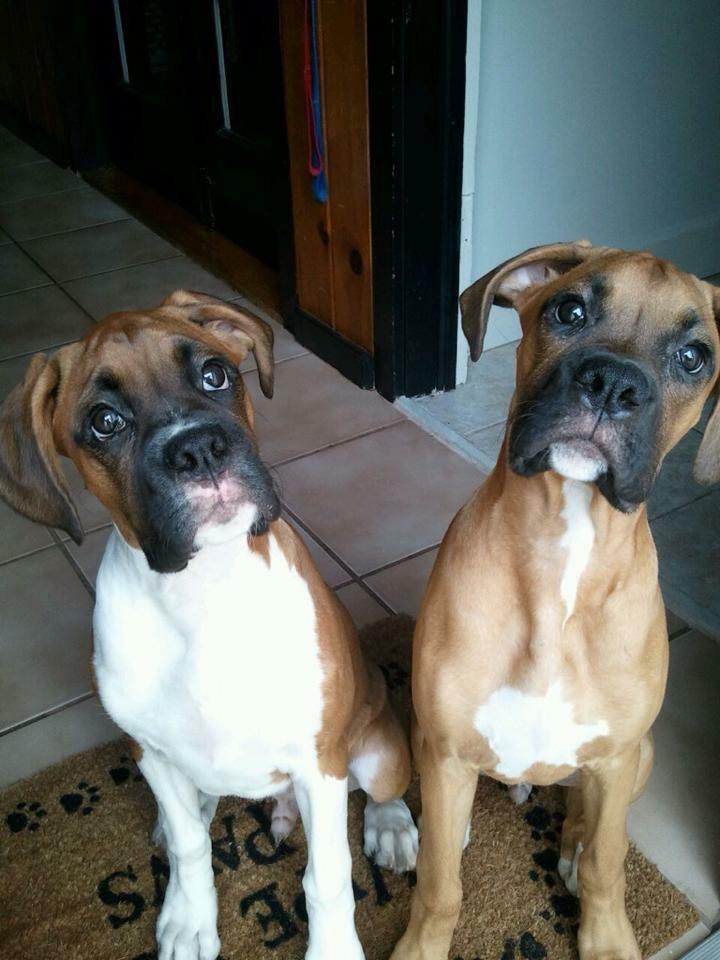 Back when my boys were cone head pups. r/Boxers