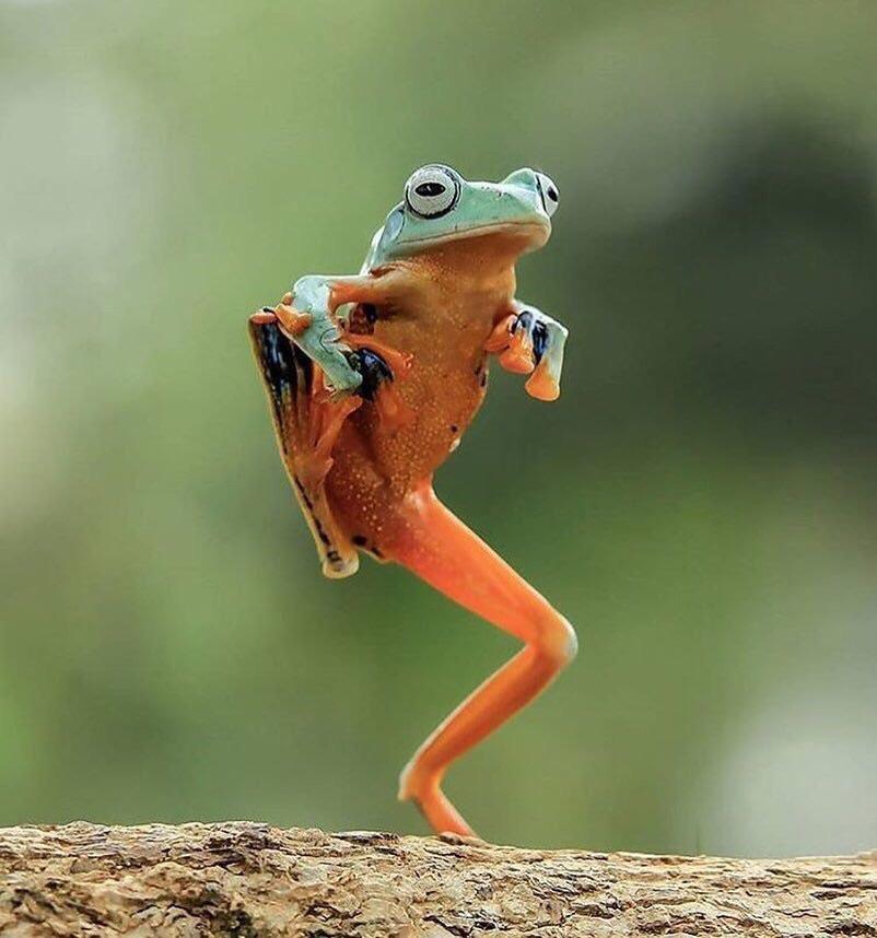 PsBattle This frog standing on 1 leg