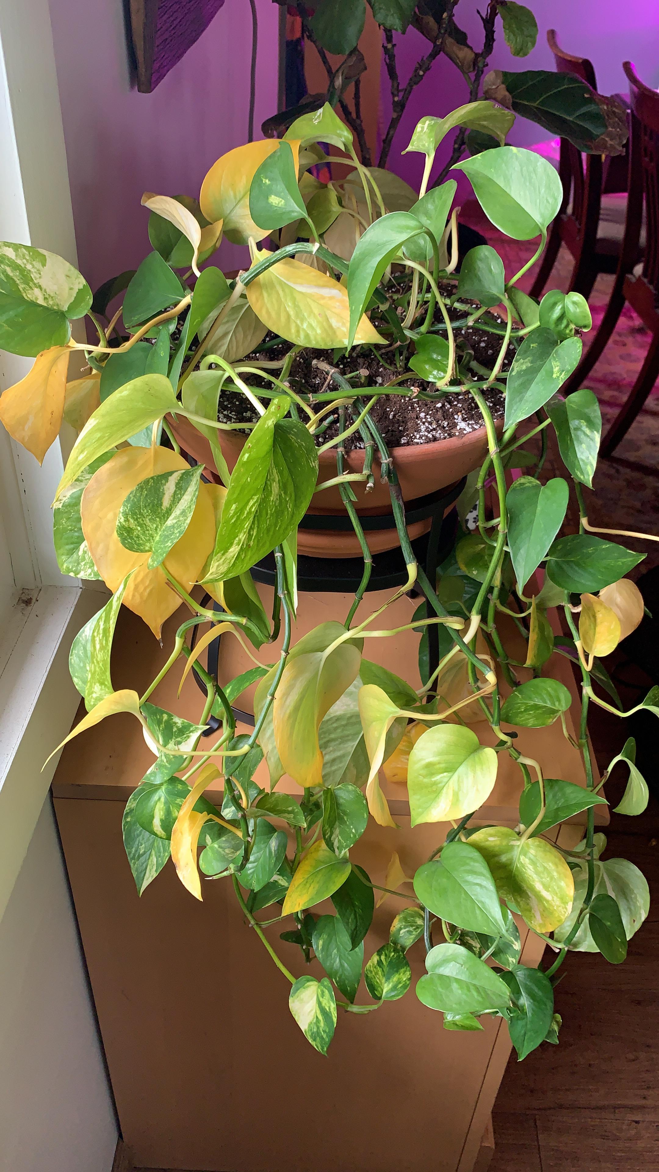 Pothos is suddenly getting a bunch of yellow. I did repot it relatively