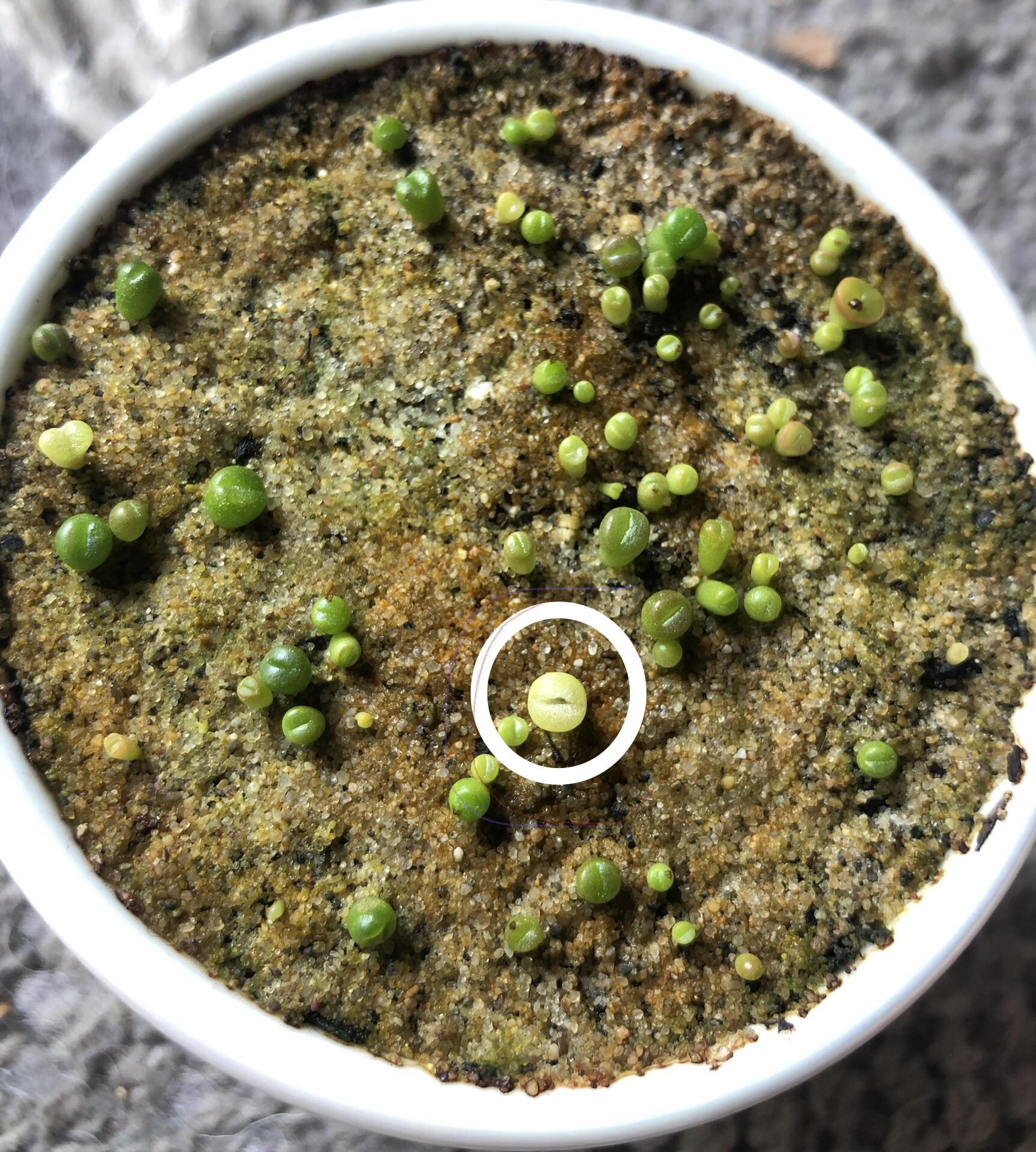 Splitting or rotting? r/Lithops