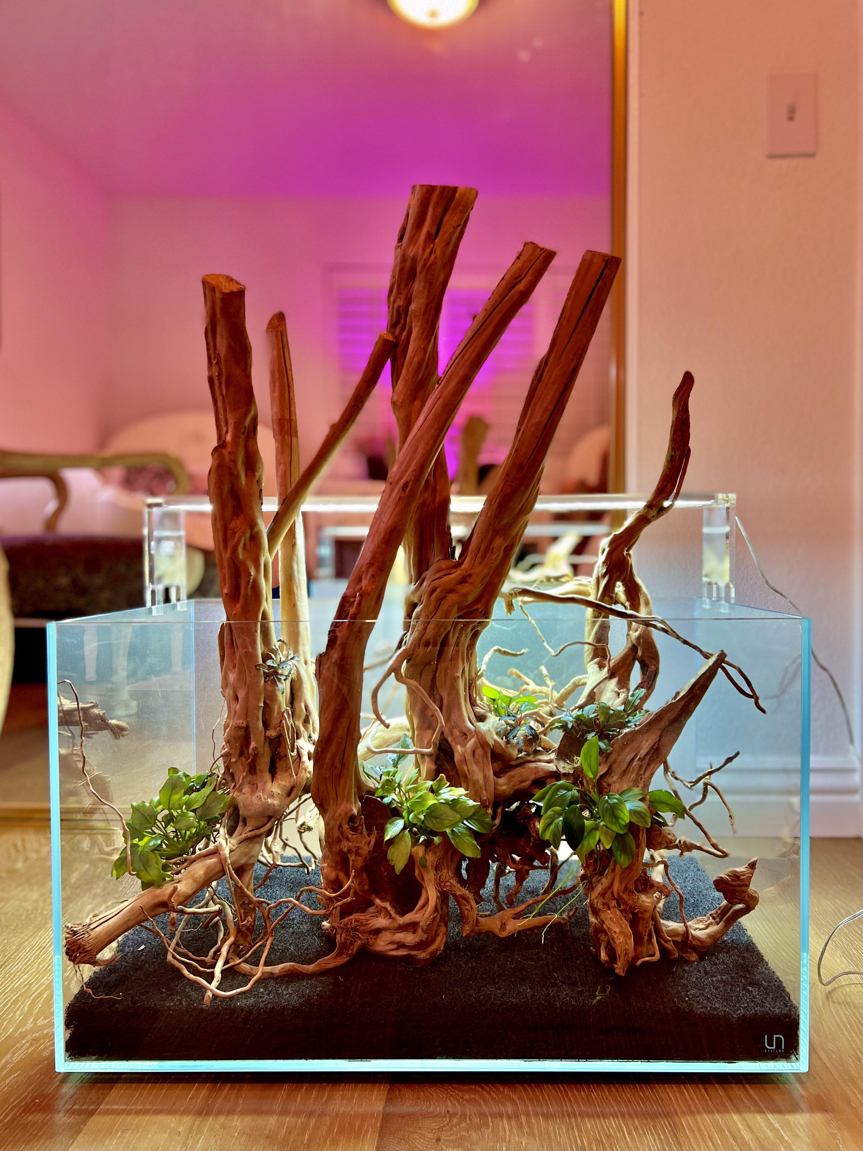 UNS 20Gallon with Junglethemed aquascape. Contemplating on either