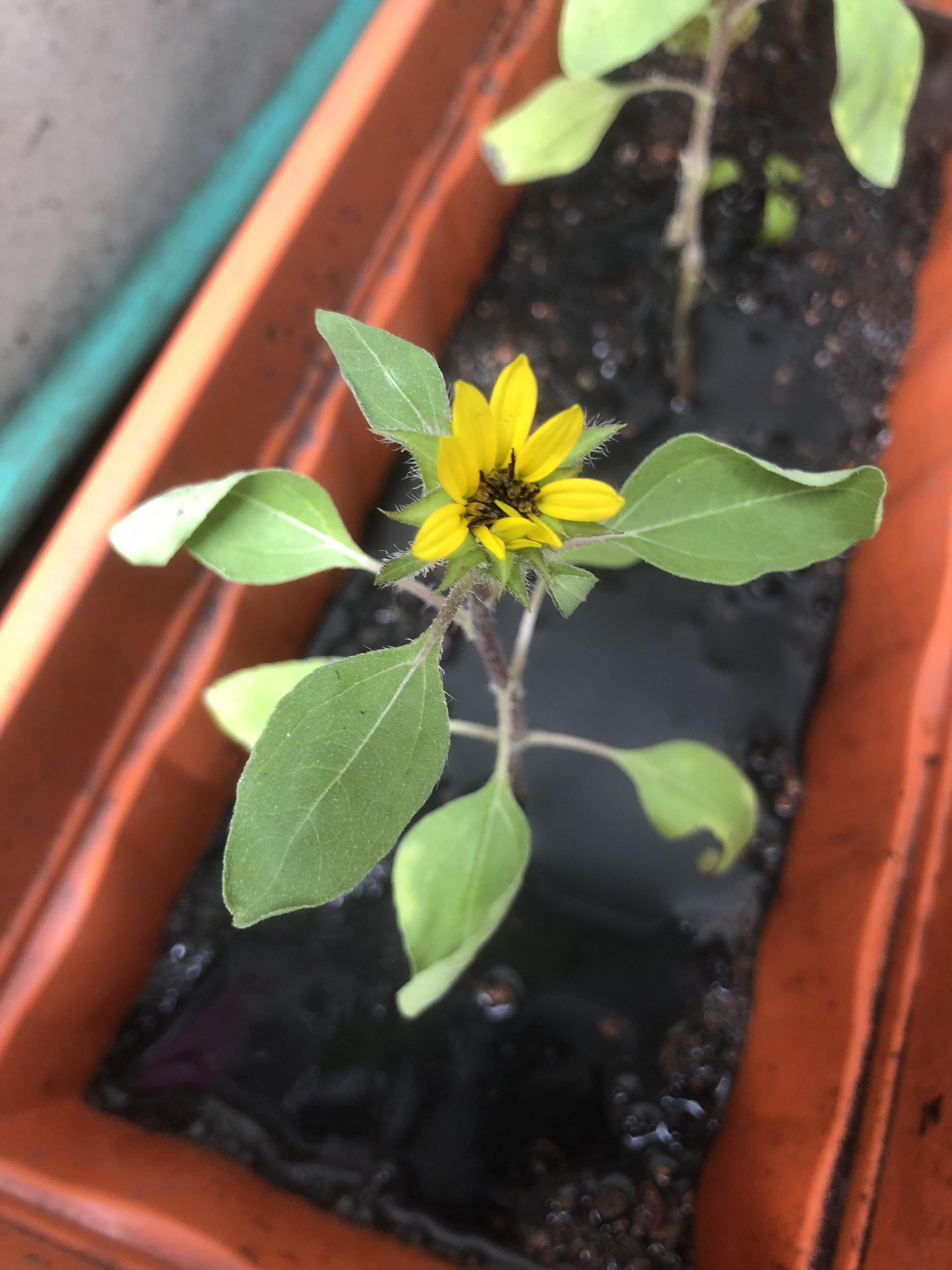 I transplanted my baby sunflowers and now they’re droopy. How can I fix it? r/plants
