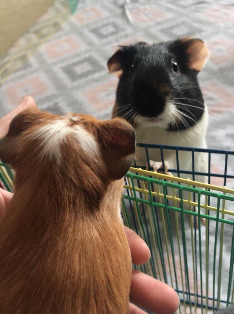 My two pigs are the MOST dramatic the second they’re apart from each