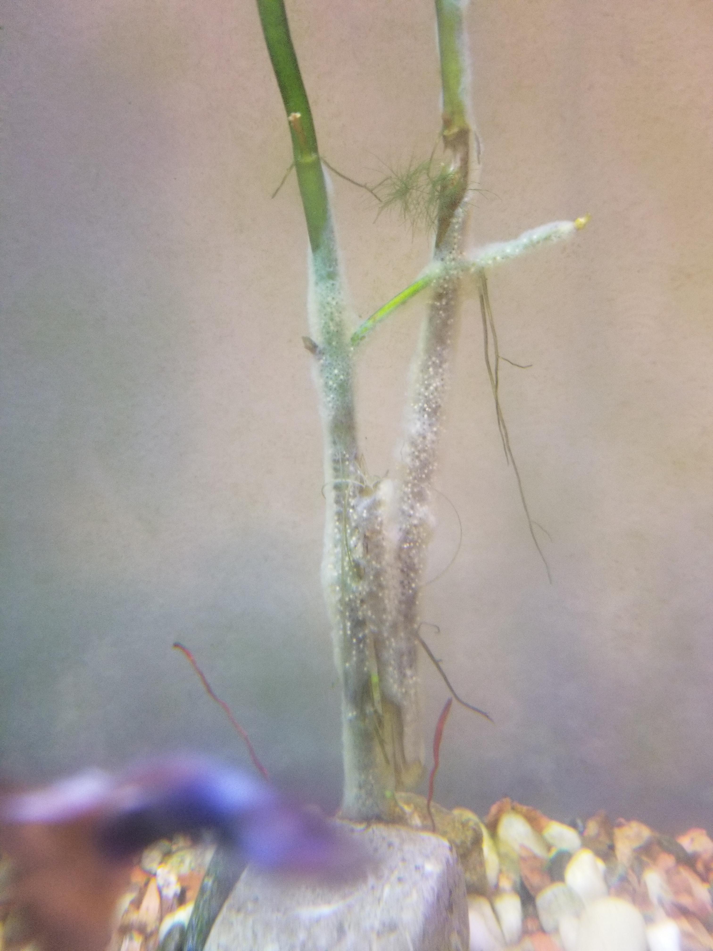 What's this white stuff growing in my plant's stems? r/aquarium