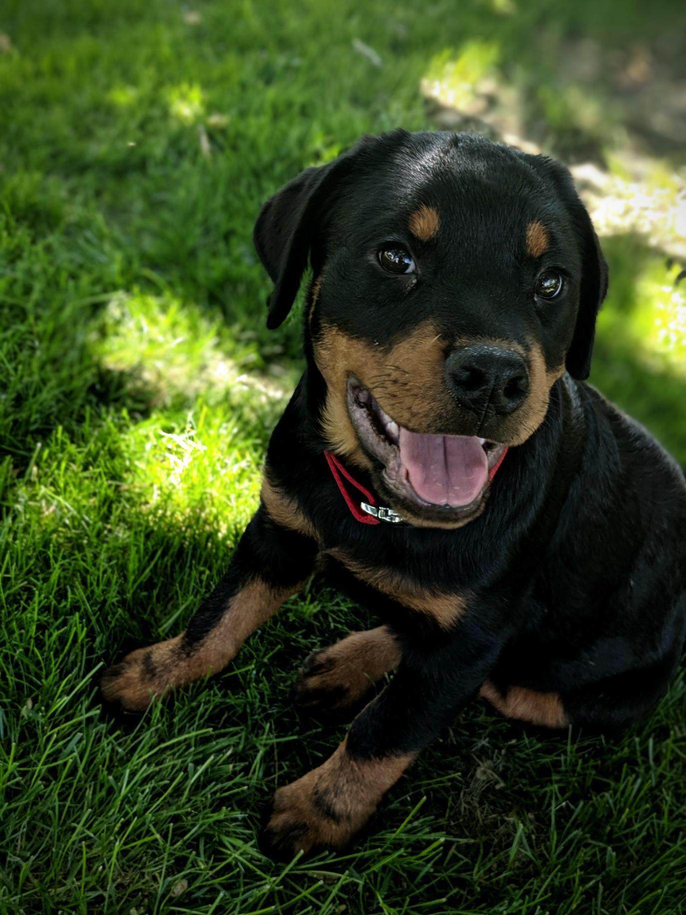 Rottweilers have been my favorite breed of dog for years, yesterday I