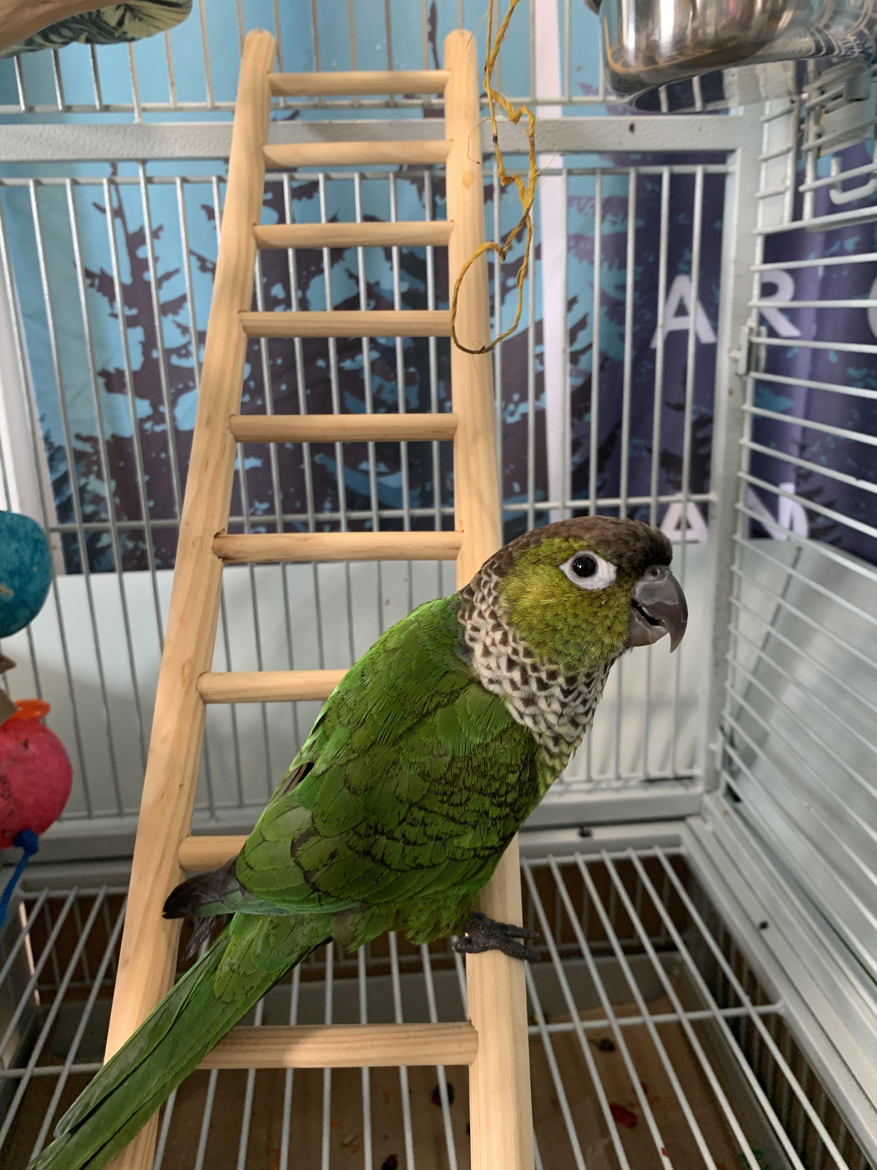 Clean cage happy Bird r/Conures