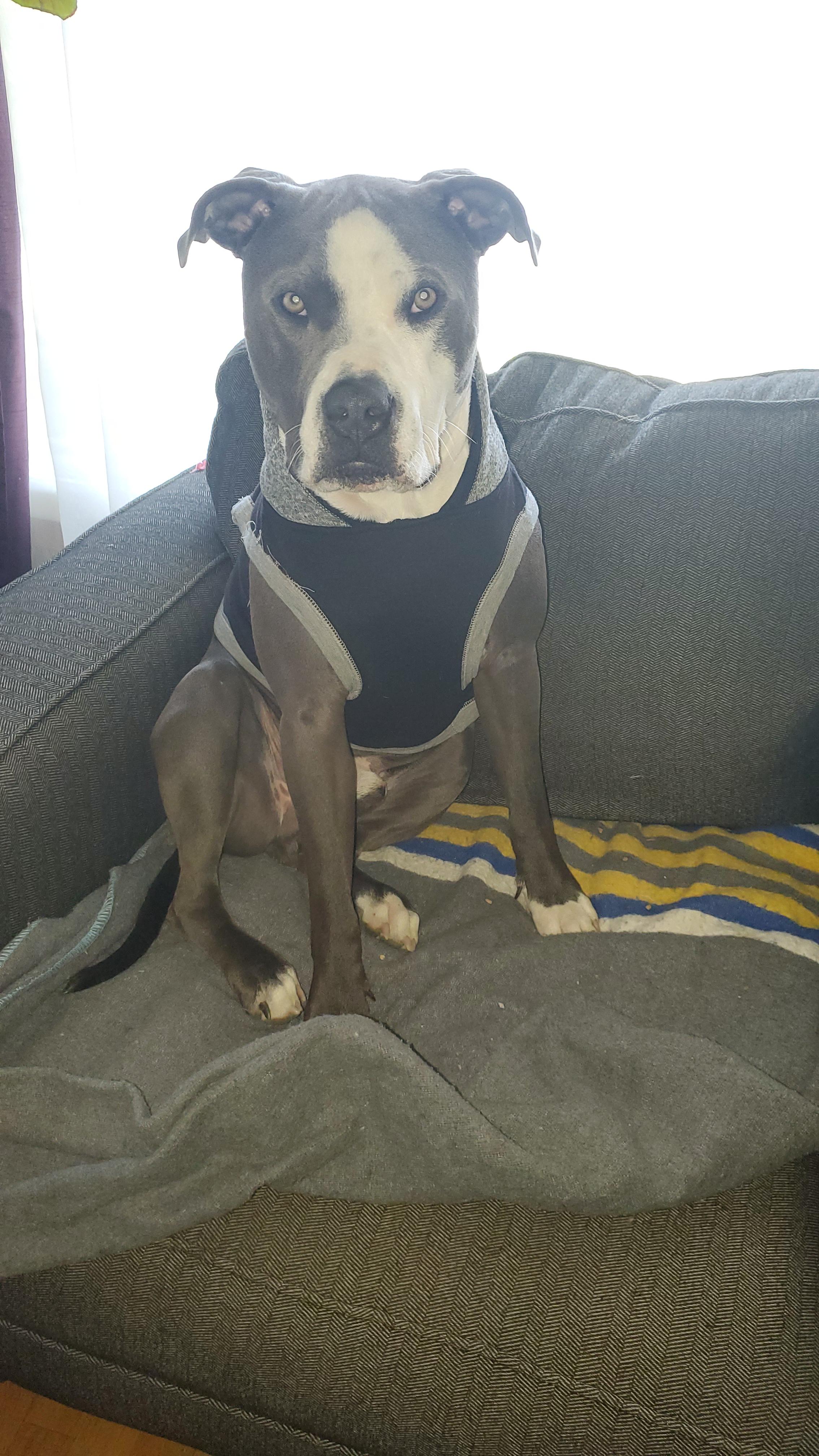 Sweater Season!!! r/pitbulls