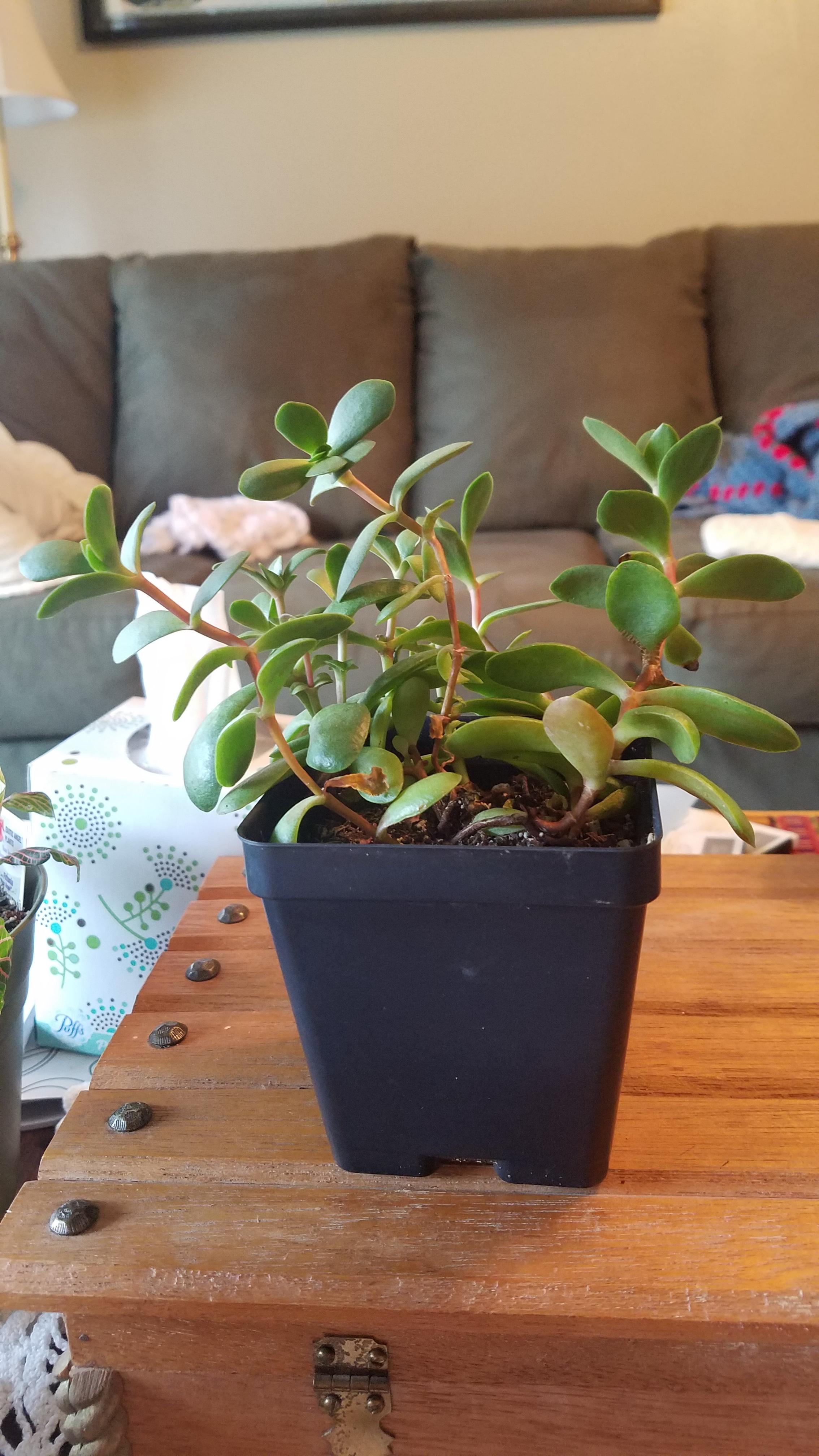 Jade plant stems thin and leaning over near roots.