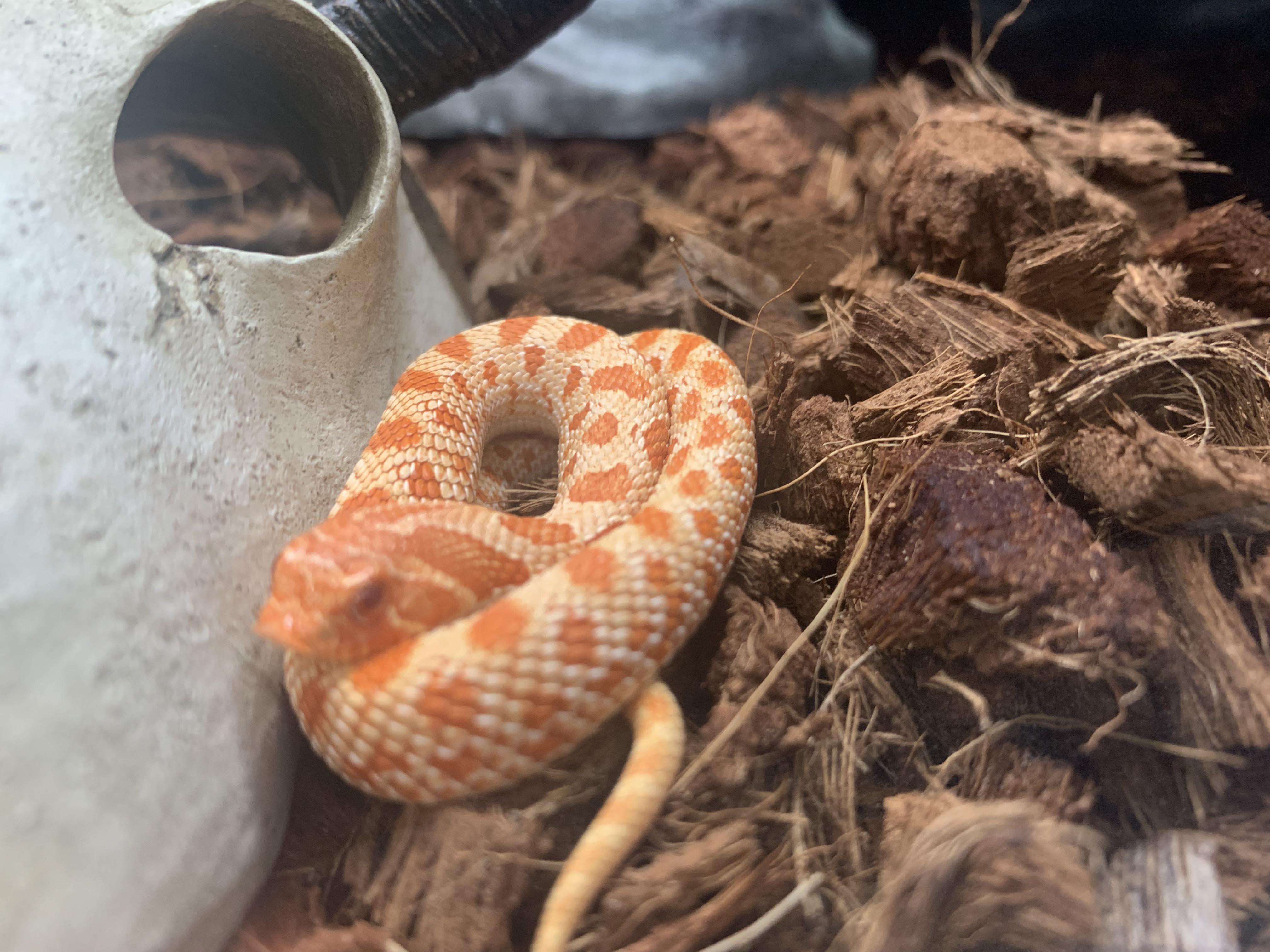 Exotic Reptile Pet Store Near Me 27 Common Care Mistakes Of Exotic