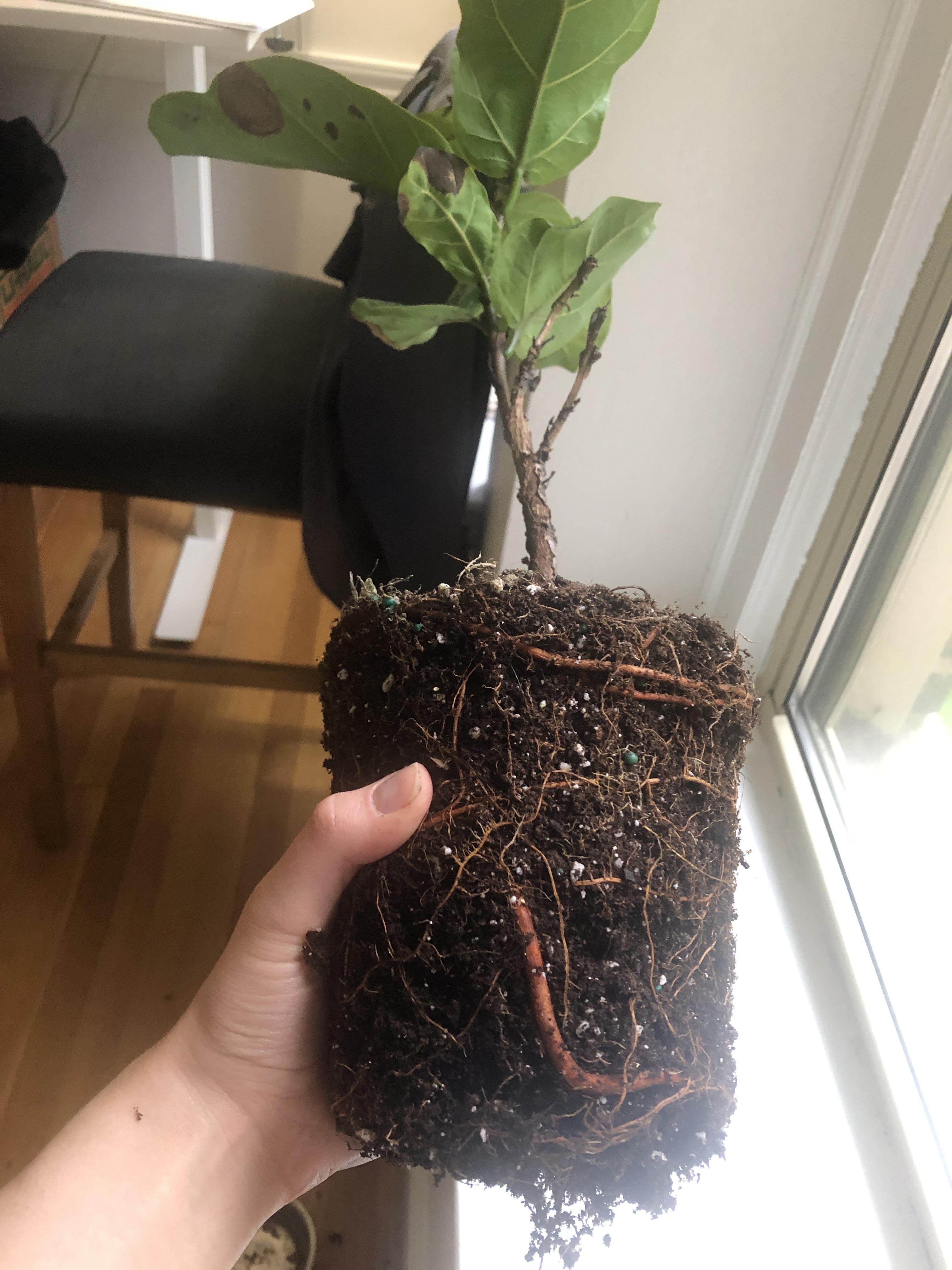 Root bound or healthy? Brown spots on leaves due to over