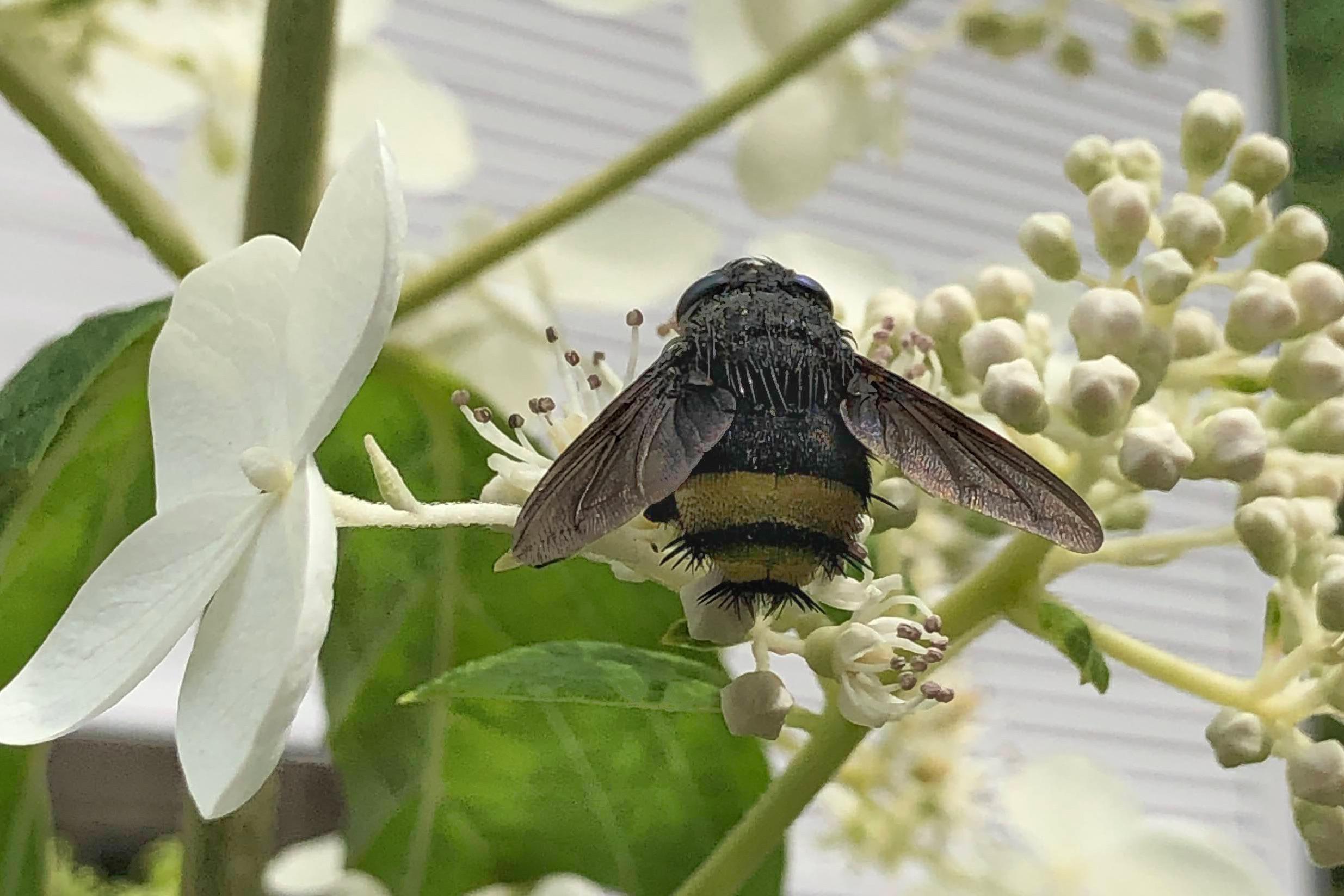 Oak Leaf Hydrangea zone 5 r/NativePlantGardening