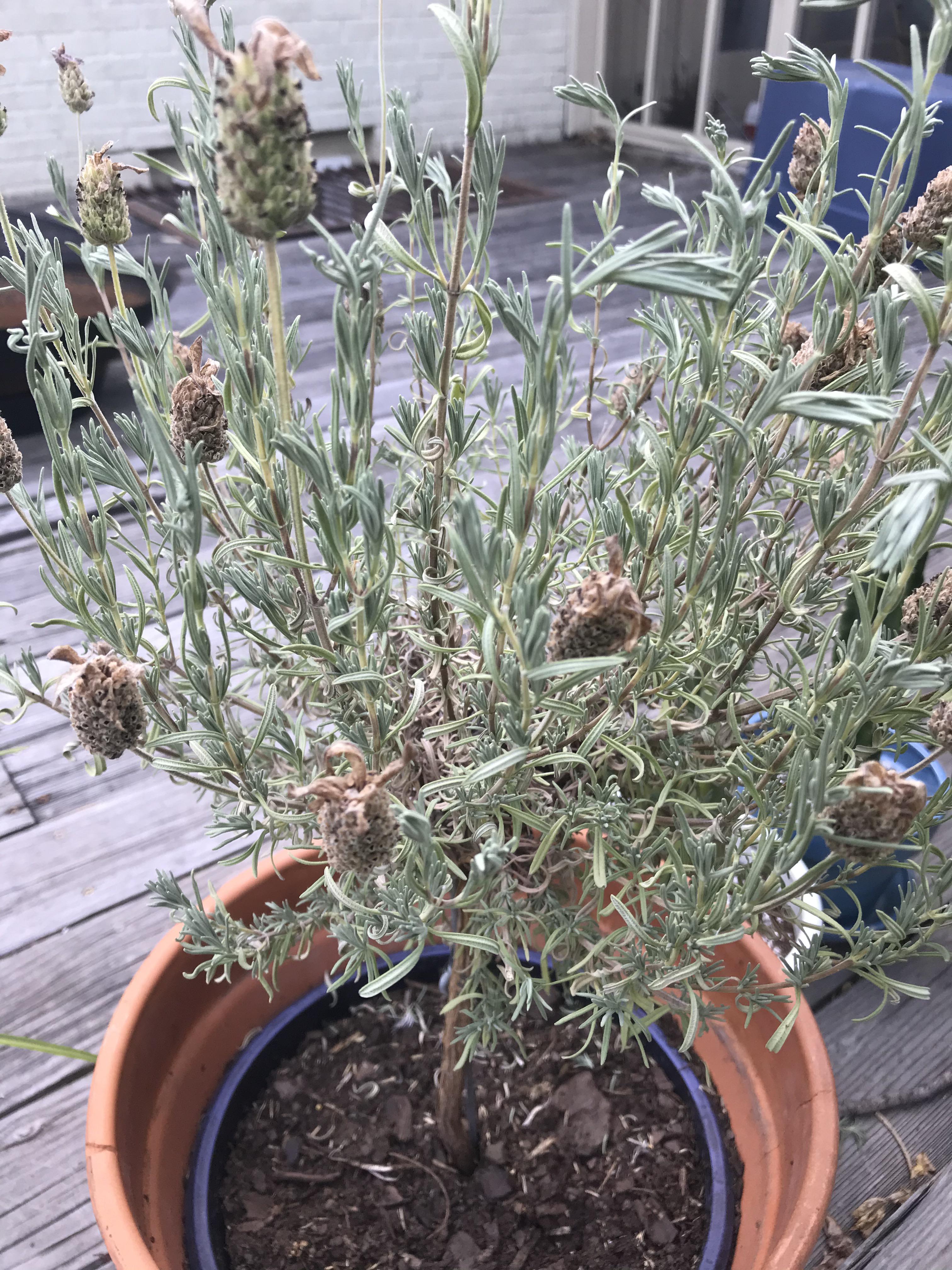 My lavender plant is looking pretty sad. I started out watering every