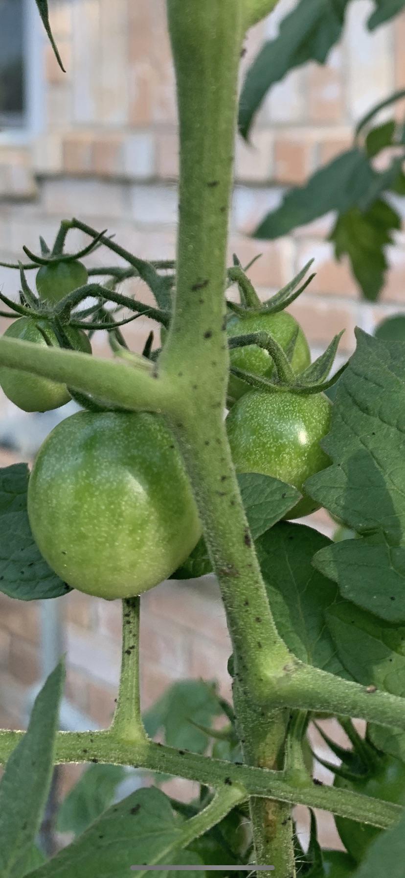 What is this black stuff that just appeared all over my tomato plant