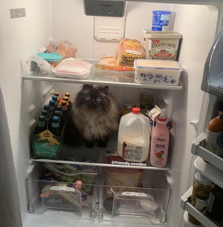 every time I clear some space in the fridge, Noodle thinks it's for him