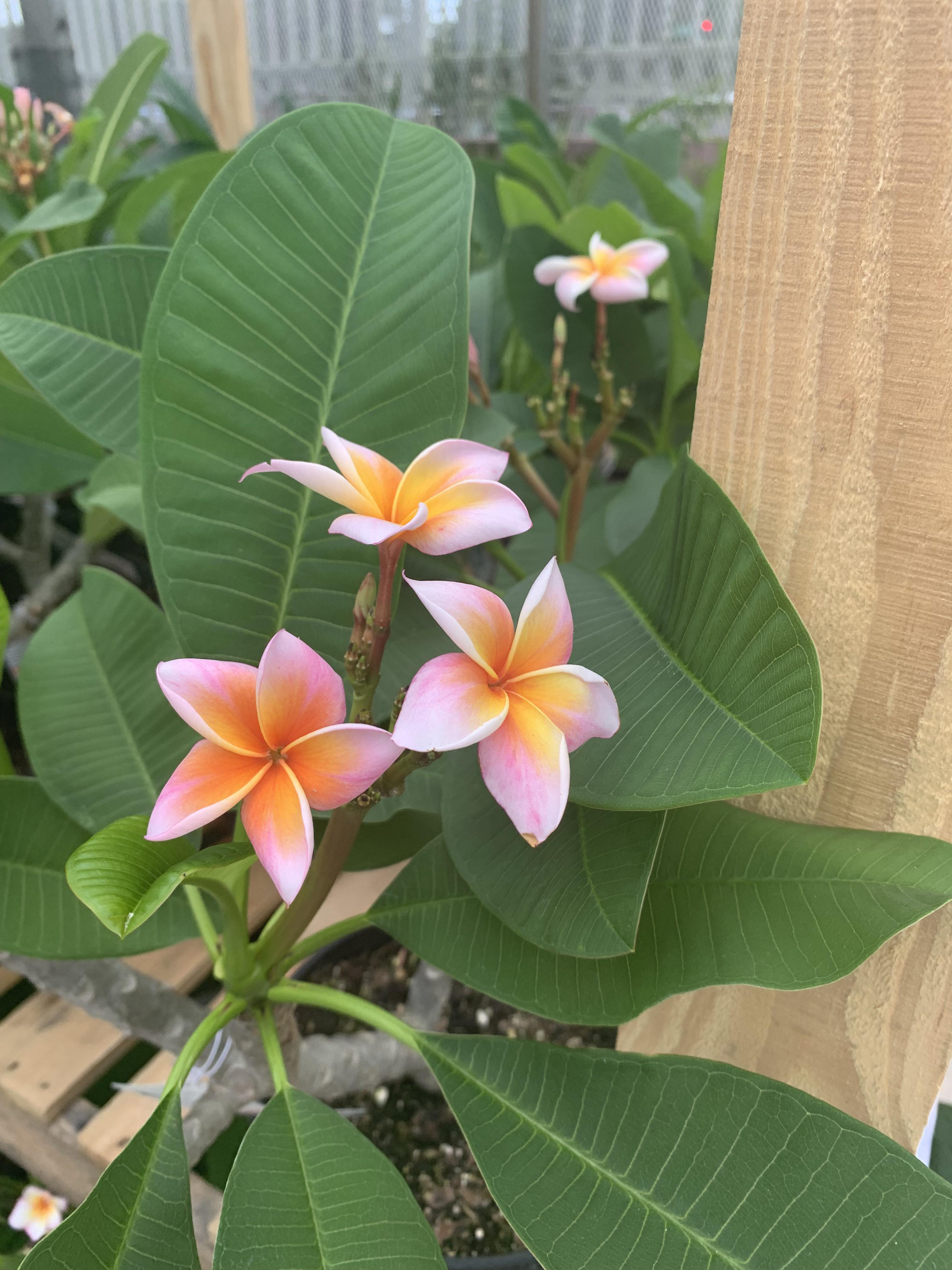 I bought these plumerias yesterday and have no idea how to take care of