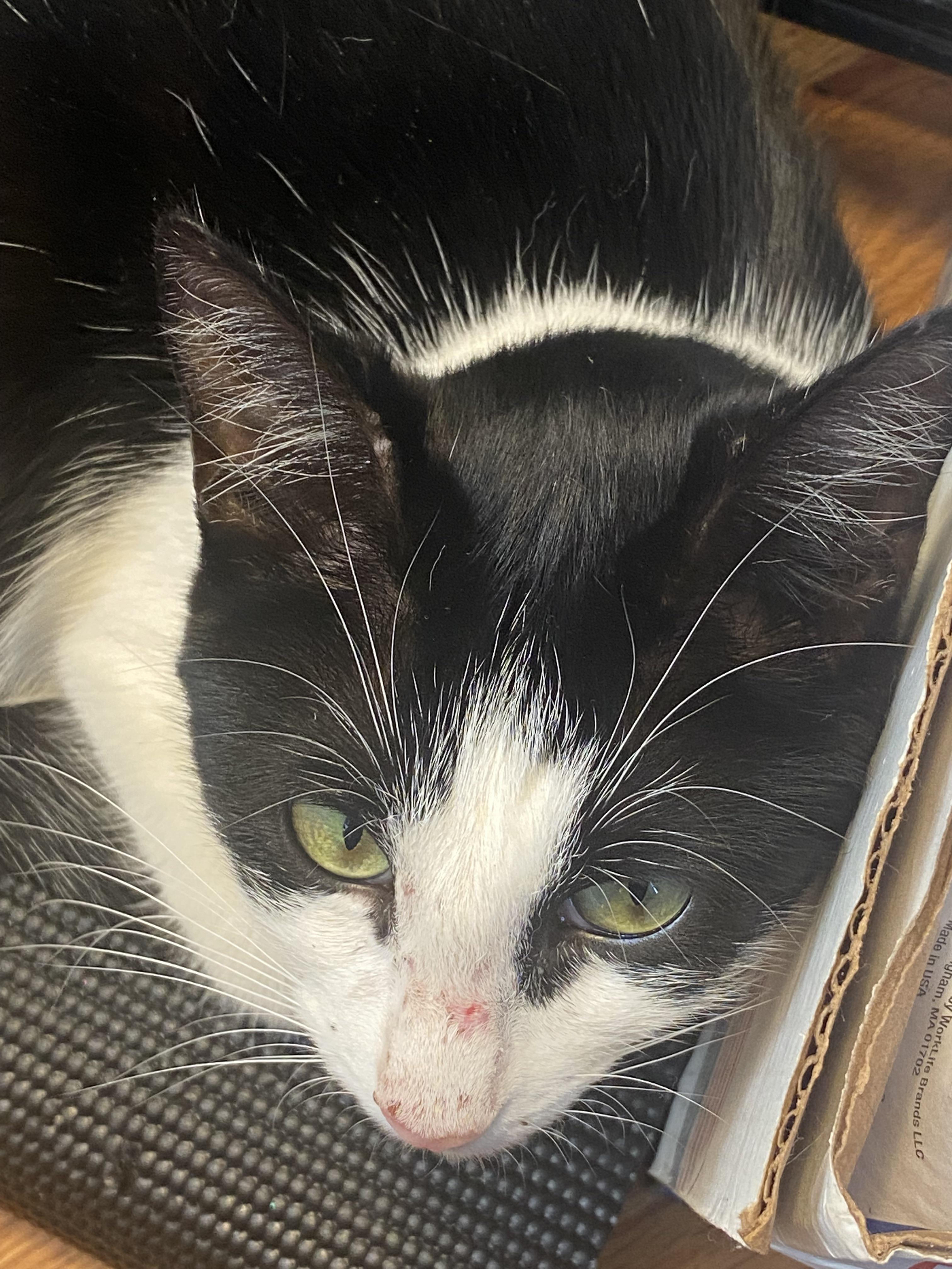 Bump on cats lip, Any ideas what it could be? catcare