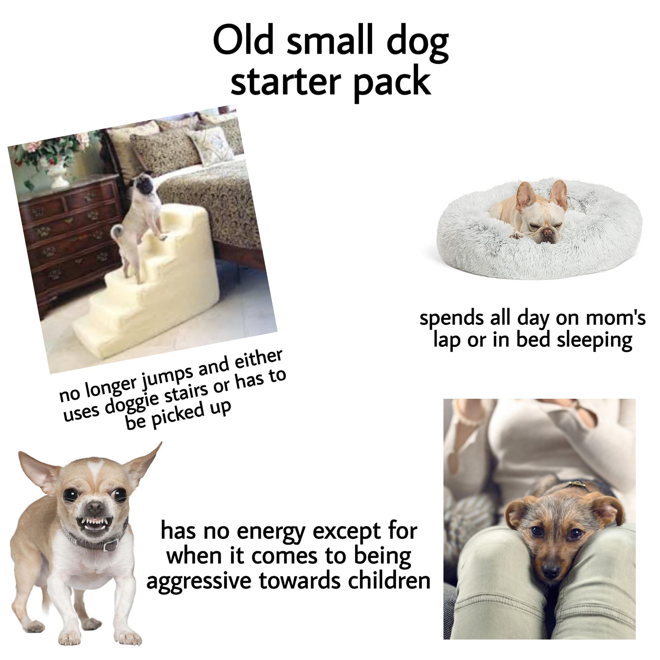 Old small dog starter pack r/starterpacks