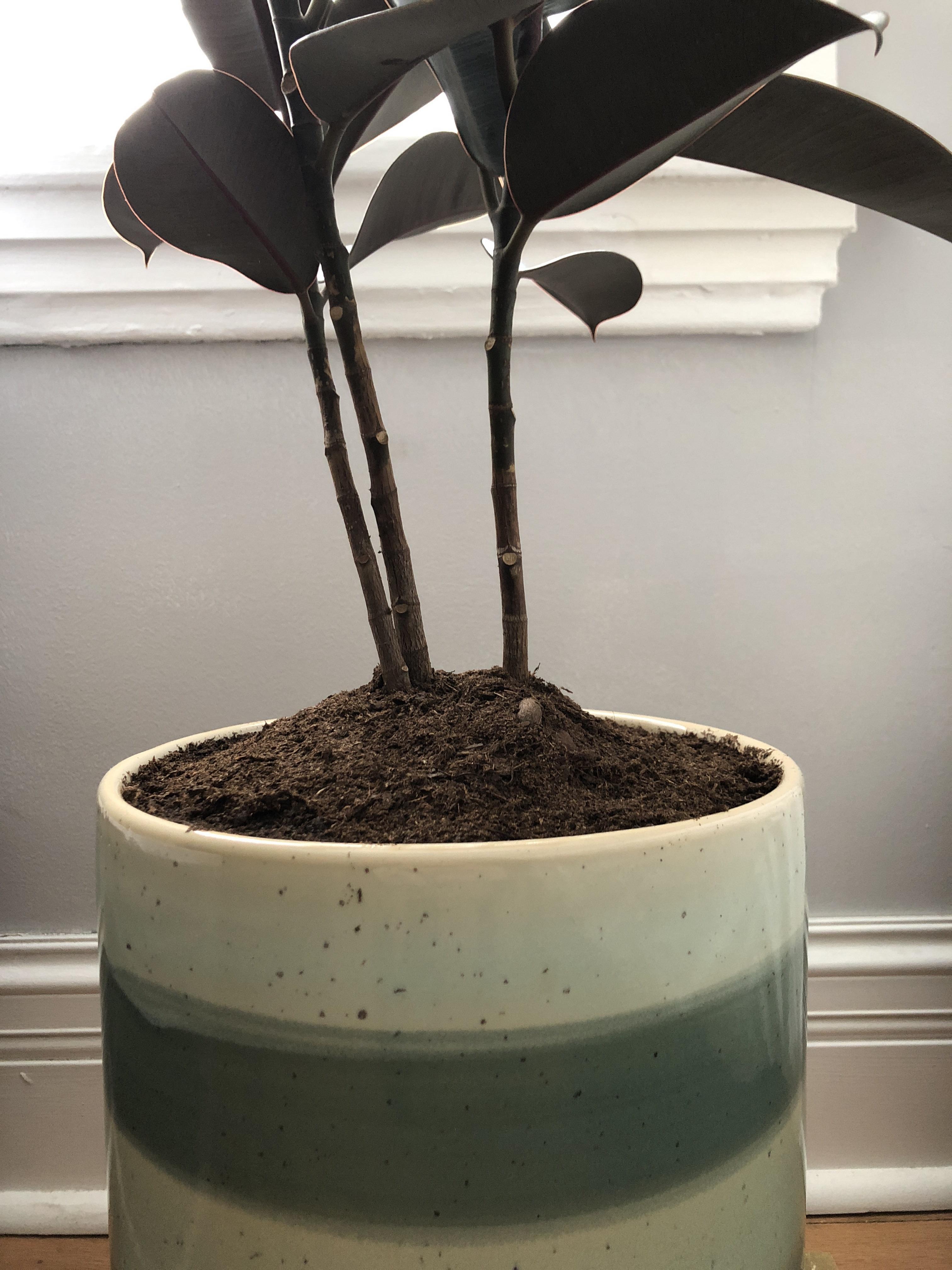 Rubber Tree Repotting / Rubber trees are hardy and versatile house
