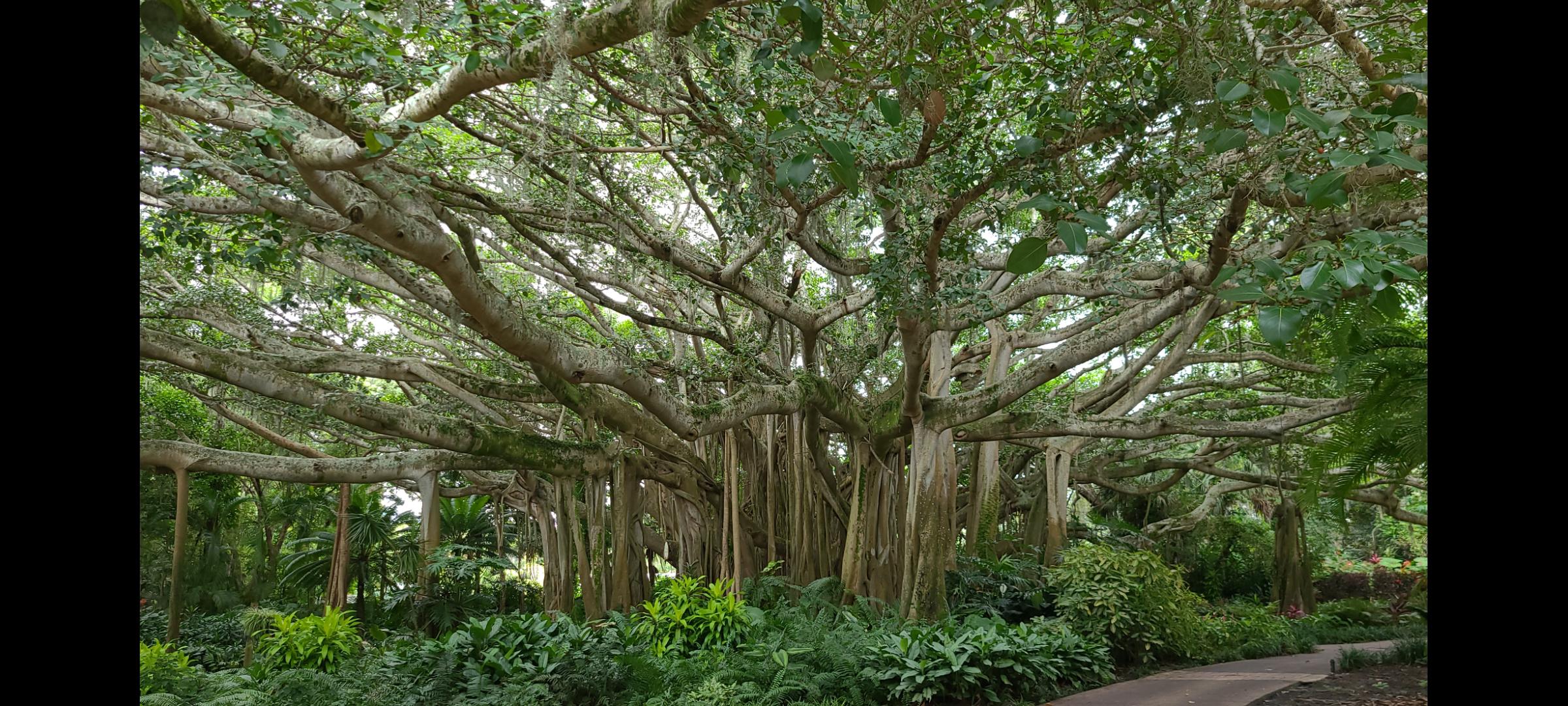 Cypress Gardens Banyan Tree (Legoland Florida) r/MostBeautiful