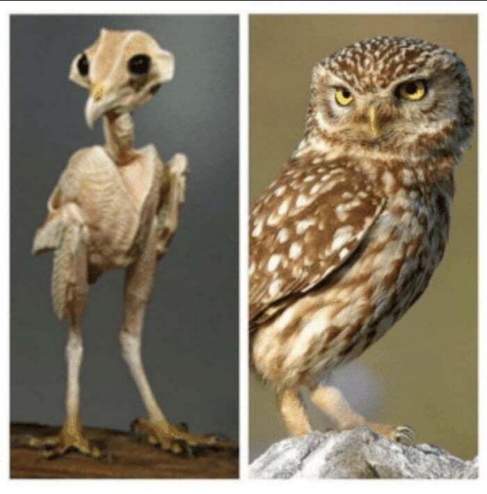 This is what a featherless owl looks like r/Weird