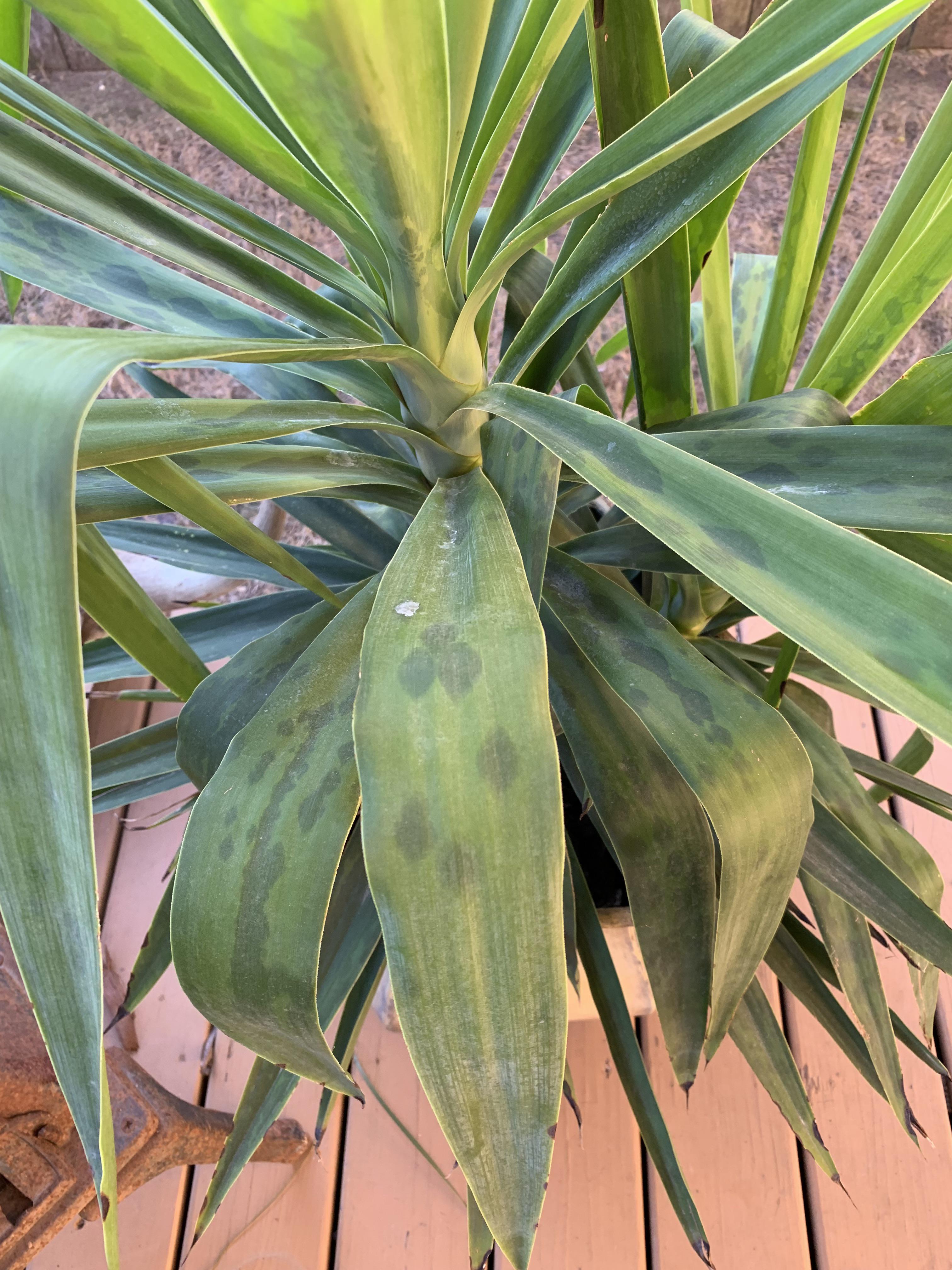 Is this a sign of freeze damage? Yucca Plant r/plantclinic